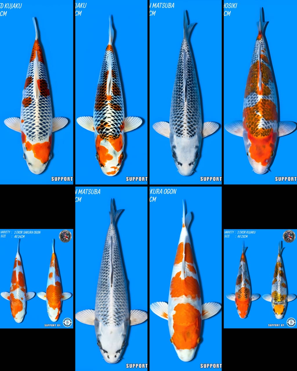 Lelang Koi Online, Jual Beli Ikan Koi, Pasar Koi Terbaik, Agen Lelang Koi, Penawaran Koi Berkualitas, Harga Jual Koi, Lelang Ikan Koi Import, Beli Koi Online, Jual Koi Murah, Koi Showroom, Penjual Koi Terpercaya, Lelang Koi Jakarta, Jual Koi Lokal, Koi Kualitas Unggul, Harga Terbaik Koi, Jual Koi Indukan, Lelang Ikan Hias Koi, Pasar Koi Indonesia, Beli Koi Berkualitas Tinggi, Koi Farm Terbesar, Jual Beli Koi Impor, Lelang Ikan Koi Kualitas Premium, Daftar Harga Koi Terbaru, Pusat Jual Beli Koi, Info Lelang Koi Hari Ini.
