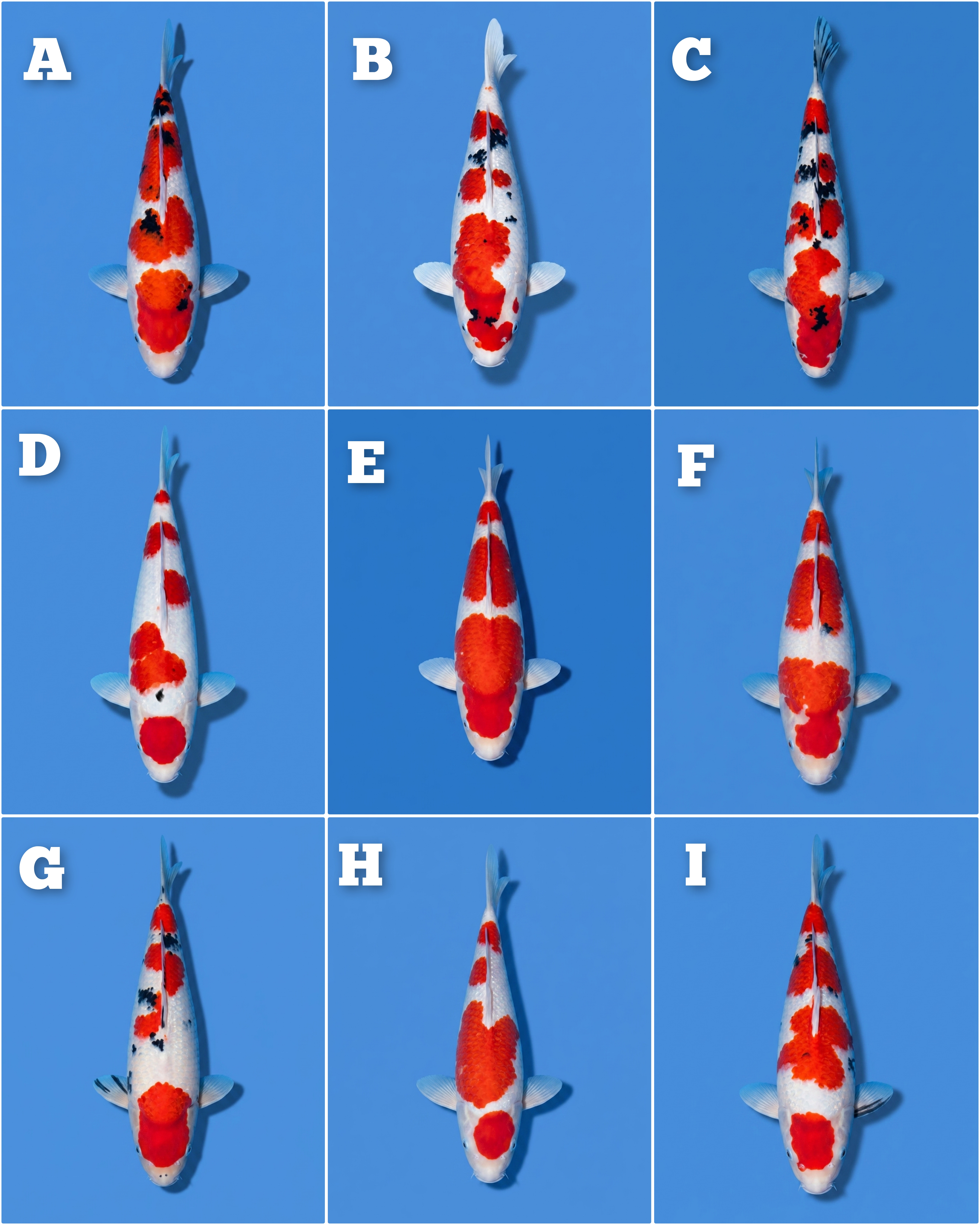 Lelang Koi Online, Jual Beli Ikan Koi, Pasar Koi Terbaik, Agen Lelang Koi, Penawaran Koi Berkualitas, Harga Jual Koi, Lelang Ikan Koi Import, Beli Koi Online, Jual Koi Murah, Koi Showroom, Penjual Koi Terpercaya, Lelang Koi Jakarta, Jual Koi Lokal, Koi Kualitas Unggul, Harga Terbaik Koi, Jual Koi Indukan, Lelang Ikan Hias Koi, Pasar Koi Indonesia, Beli Koi Berkualitas Tinggi, Koi Farm Terbesar, Jual Beli Koi Impor, Lelang Ikan Koi Kualitas Premium, Daftar Harga Koi Terbaru, Pusat Jual Beli Koi, Info Lelang Koi Hari Ini.