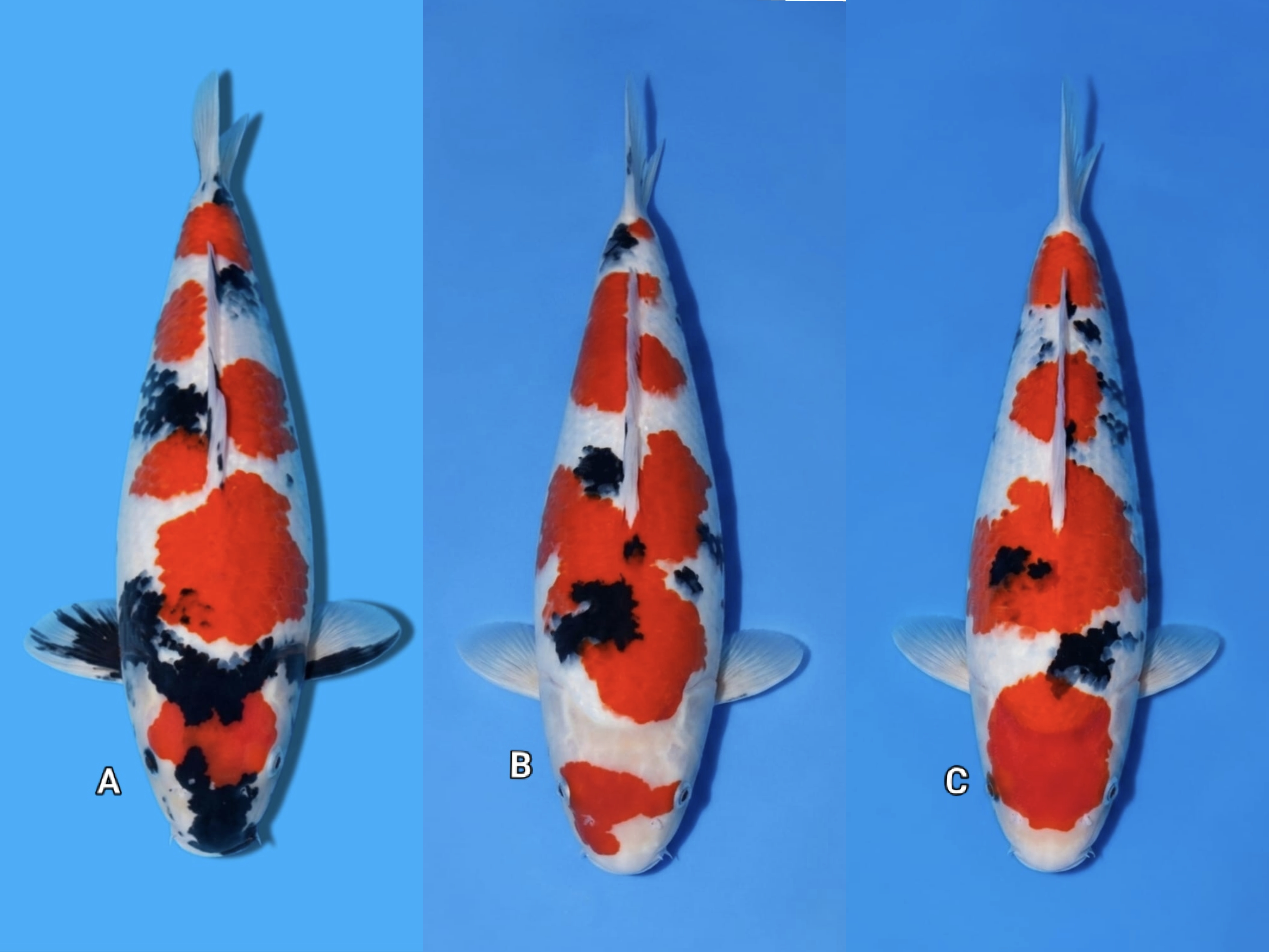 Lelang Koi Online, Jual Beli Ikan Koi, Pasar Koi Terbaik, Agen Lelang Koi, Penawaran Koi Berkualitas, Harga Jual Koi, Lelang Ikan Koi Import, Beli Koi Online, Jual Koi Murah, Koi Showroom, Penjual Koi Terpercaya, Lelang Koi Jakarta, Jual Koi Lokal, Koi Kualitas Unggul, Harga Terbaik Koi, Jual Koi Indukan, Lelang Ikan Hias Koi, Pasar Koi Indonesia, Beli Koi Berkualitas Tinggi, Koi Farm Terbesar, Jual Beli Koi Impor, Lelang Ikan Koi Kualitas Premium, Daftar Harga Koi Terbaru, Pusat Jual Beli Koi, Info Lelang Koi Hari Ini.