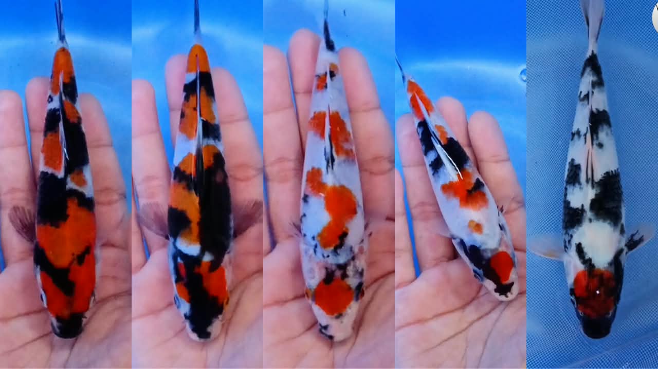 Lelang Koi Online, Jual Beli Ikan Koi, Pasar Koi Terbaik, Agen Lelang Koi, Penawaran Koi Berkualitas, Harga Jual Koi, Lelang Ikan Koi Import, Beli Koi Online, Jual Koi Murah, Koi Showroom, Penjual Koi Terpercaya, Lelang Koi Jakarta, Jual Koi Lokal, Koi Kualitas Unggul, Harga Terbaik Koi, Jual Koi Indukan, Lelang Ikan Hias Koi, Pasar Koi Indonesia, Beli Koi Berkualitas Tinggi, Koi Farm Terbesar, Jual Beli Koi Impor, Lelang Ikan Koi Kualitas Premium, Daftar Harga Koi Terbaru, Pusat Jual Beli Koi, Info Lelang Koi Hari Ini.