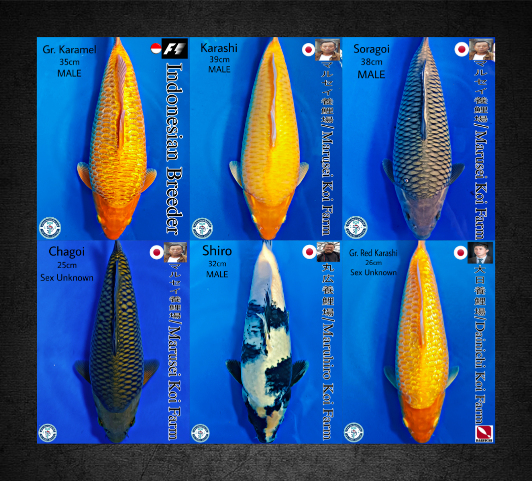 Lelang Koi Online, Jual Beli Ikan Koi, Pasar Koi Terbaik, Agen Lelang Koi, Penawaran Koi Berkualitas, Harga Jual Koi, Lelang Ikan Koi Import, Beli Koi Online, Jual Koi Murah, Koi Showroom, Penjual Koi Terpercaya, Lelang Koi Jakarta, Jual Koi Lokal, Koi Kualitas Unggul, Harga Terbaik Koi, Jual Koi Indukan, Lelang Ikan Hias Koi, Pasar Koi Indonesia, Beli Koi Berkualitas Tinggi, Koi Farm Terbesar, Jual Beli Koi Impor, Lelang Ikan Koi Kualitas Premium, Daftar Harga Koi Terbaru, Pusat Jual Beli Koi, Info Lelang Koi Hari Ini.
