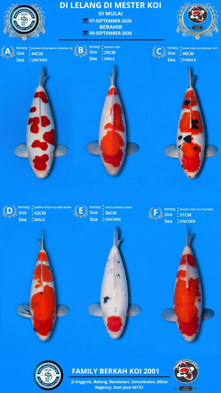 Lelang Koi Online, Jual Beli Ikan Koi, Pasar Koi Terbaik, Agen Lelang Koi, Penawaran Koi Berkualitas, Harga Jual Koi, Lelang Ikan Koi Import, Beli Koi Online, Jual Koi Murah, Koi Showroom, Penjual Koi Terpercaya, Lelang Koi Jakarta, Jual Koi Lokal, Koi Kualitas Unggul, Harga Terbaik Koi, Jual Koi Indukan, Lelang Ikan Hias Koi, Pasar Koi Indonesia, Beli Koi Berkualitas Tinggi, Koi Farm Terbesar, Jual Beli Koi Impor, Lelang Ikan Koi Kualitas Premium, Daftar Harga Koi Terbaru, Pusat Jual Beli Koi, Info Lelang Koi Hari Ini.