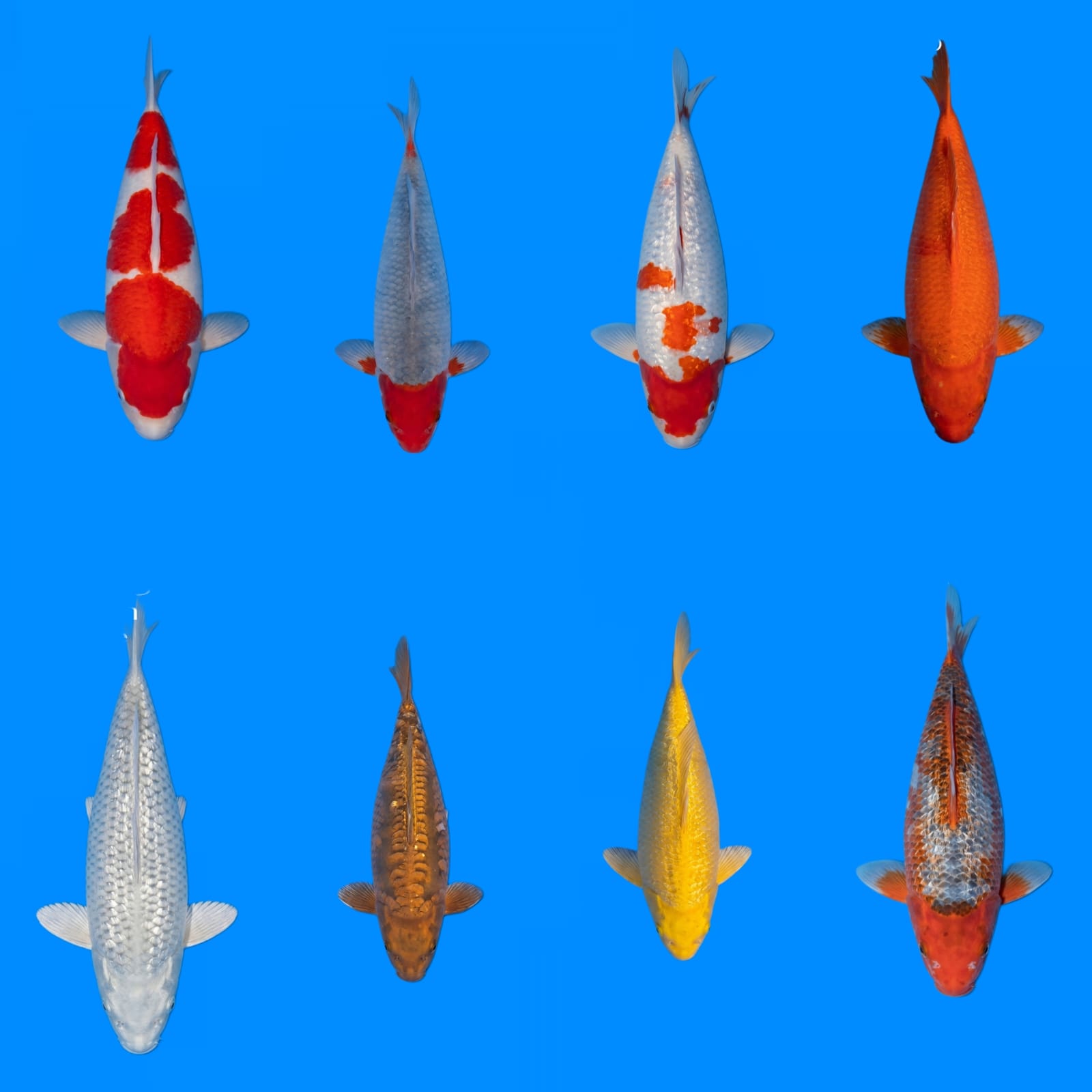 Lelang Koi Online, Jual Beli Ikan Koi, Pasar Koi Terbaik, Agen Lelang Koi, Penawaran Koi Berkualitas, Harga Jual Koi, Lelang Ikan Koi Import, Beli Koi Online, Jual Koi Murah, Koi Showroom, Penjual Koi Terpercaya, Lelang Koi Jakarta, Jual Koi Lokal, Koi Kualitas Unggul, Harga Terbaik Koi, Jual Koi Indukan, Lelang Ikan Hias Koi, Pasar Koi Indonesia, Beli Koi Berkualitas Tinggi, Koi Farm Terbesar, Jual Beli Koi Impor, Lelang Ikan Koi Kualitas Premium, Daftar Harga Koi Terbaru, Pusat Jual Beli Koi, Info Lelang Koi Hari Ini.