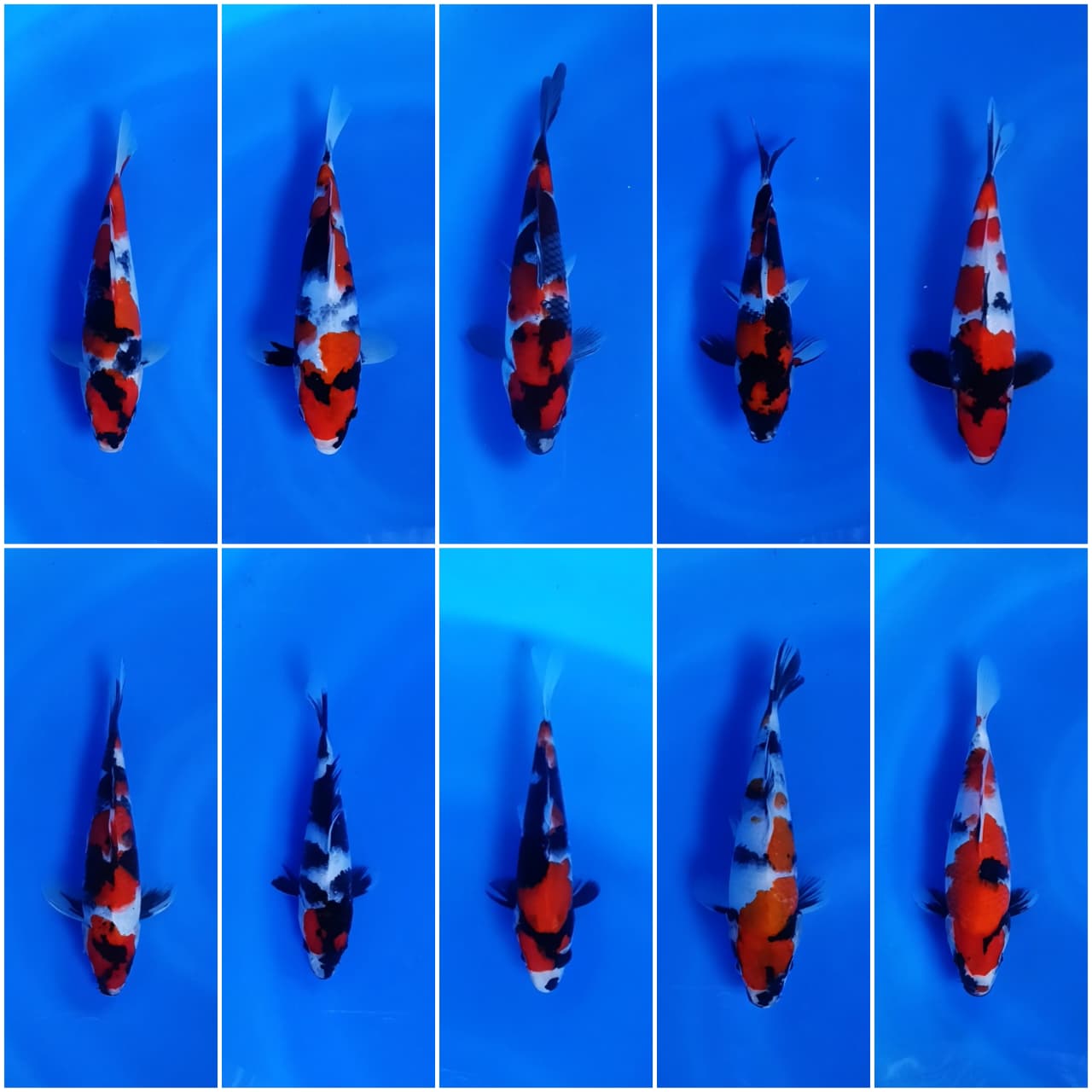 Lelang Koi Online, Jual Beli Ikan Koi, Pasar Koi Terbaik, Agen Lelang Koi, Penawaran Koi Berkualitas, Harga Jual Koi, Lelang Ikan Koi Import, Beli Koi Online, Jual Koi Murah, Koi Showroom, Penjual Koi Terpercaya, Lelang Koi Jakarta, Jual Koi Lokal, Koi Kualitas Unggul, Harga Terbaik Koi, Jual Koi Indukan, Lelang Ikan Hias Koi, Pasar Koi Indonesia, Beli Koi Berkualitas Tinggi, Koi Farm Terbesar, Jual Beli Koi Impor, Lelang Ikan Koi Kualitas Premium, Daftar Harga Koi Terbaru, Pusat Jual Beli Koi, Info Lelang Koi Hari Ini.