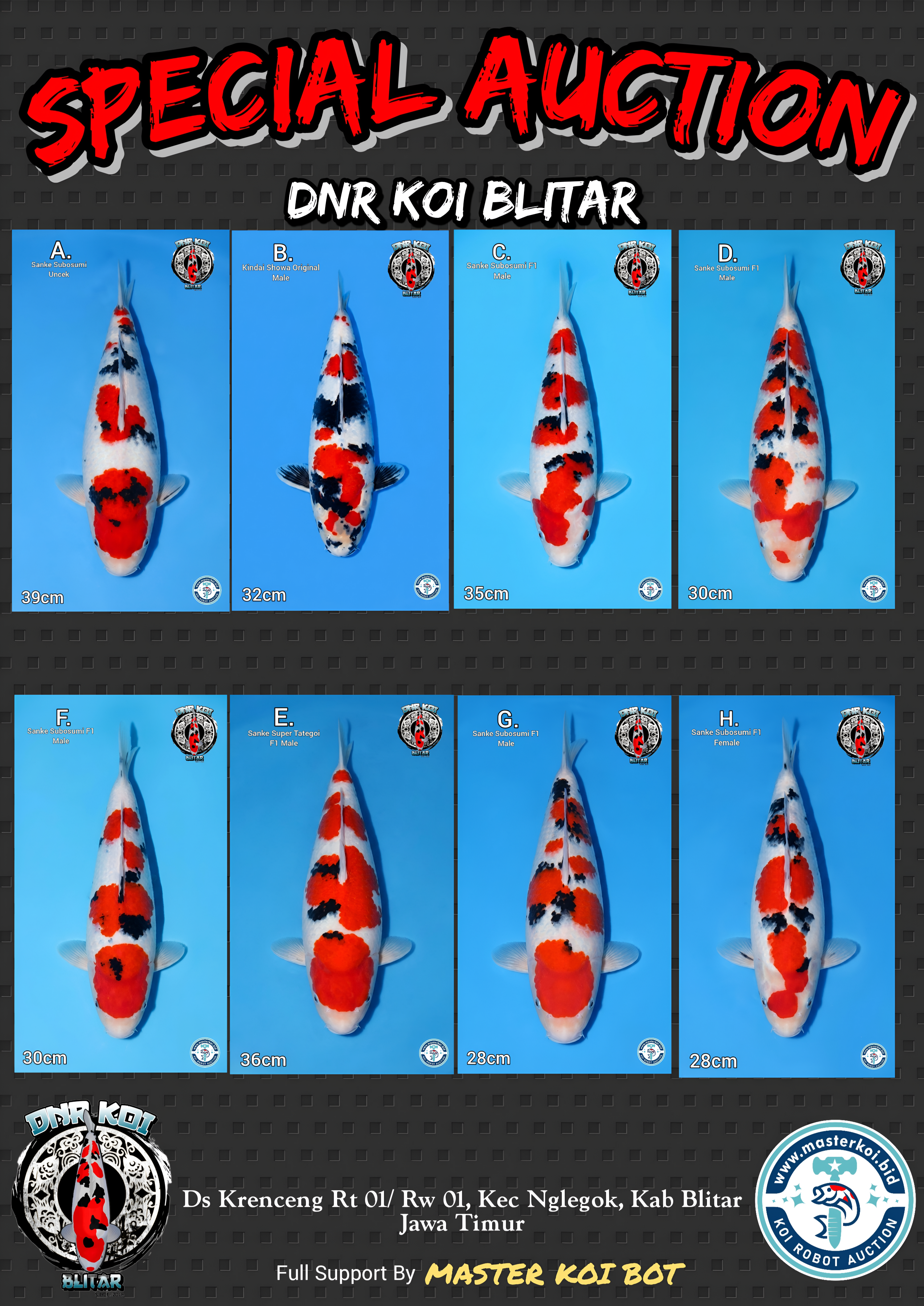 Lelang Koi Online, Jual Beli Ikan Koi, Pasar Koi Terbaik, Agen Lelang Koi, Penawaran Koi Berkualitas, Harga Jual Koi, Lelang Ikan Koi Import, Beli Koi Online, Jual Koi Murah, Koi Showroom, Penjual Koi Terpercaya, Lelang Koi Jakarta, Jual Koi Lokal, Koi Kualitas Unggul, Harga Terbaik Koi, Jual Koi Indukan, Lelang Ikan Hias Koi, Pasar Koi Indonesia, Beli Koi Berkualitas Tinggi, Koi Farm Terbesar, Jual Beli Koi Impor, Lelang Ikan Koi Kualitas Premium, Daftar Harga Koi Terbaru, Pusat Jual Beli Koi, Info Lelang Koi Hari Ini.
