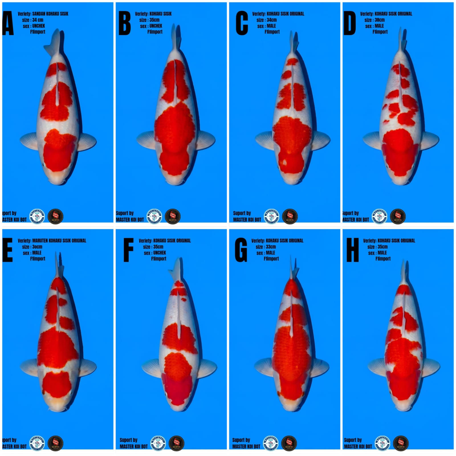 Lelang Koi Online, Jual Beli Ikan Koi, Pasar Koi Terbaik, Agen Lelang Koi, Penawaran Koi Berkualitas, Harga Jual Koi, Lelang Ikan Koi Import, Beli Koi Online, Jual Koi Murah, Koi Showroom, Penjual Koi Terpercaya, Lelang Koi Jakarta, Jual Koi Lokal, Koi Kualitas Unggul, Harga Terbaik Koi, Jual Koi Indukan, Lelang Ikan Hias Koi, Pasar Koi Indonesia, Beli Koi Berkualitas Tinggi, Koi Farm Terbesar, Jual Beli Koi Impor, Lelang Ikan Koi Kualitas Premium, Daftar Harga Koi Terbaru, Pusat Jual Beli Koi, Info Lelang Koi Hari Ini.