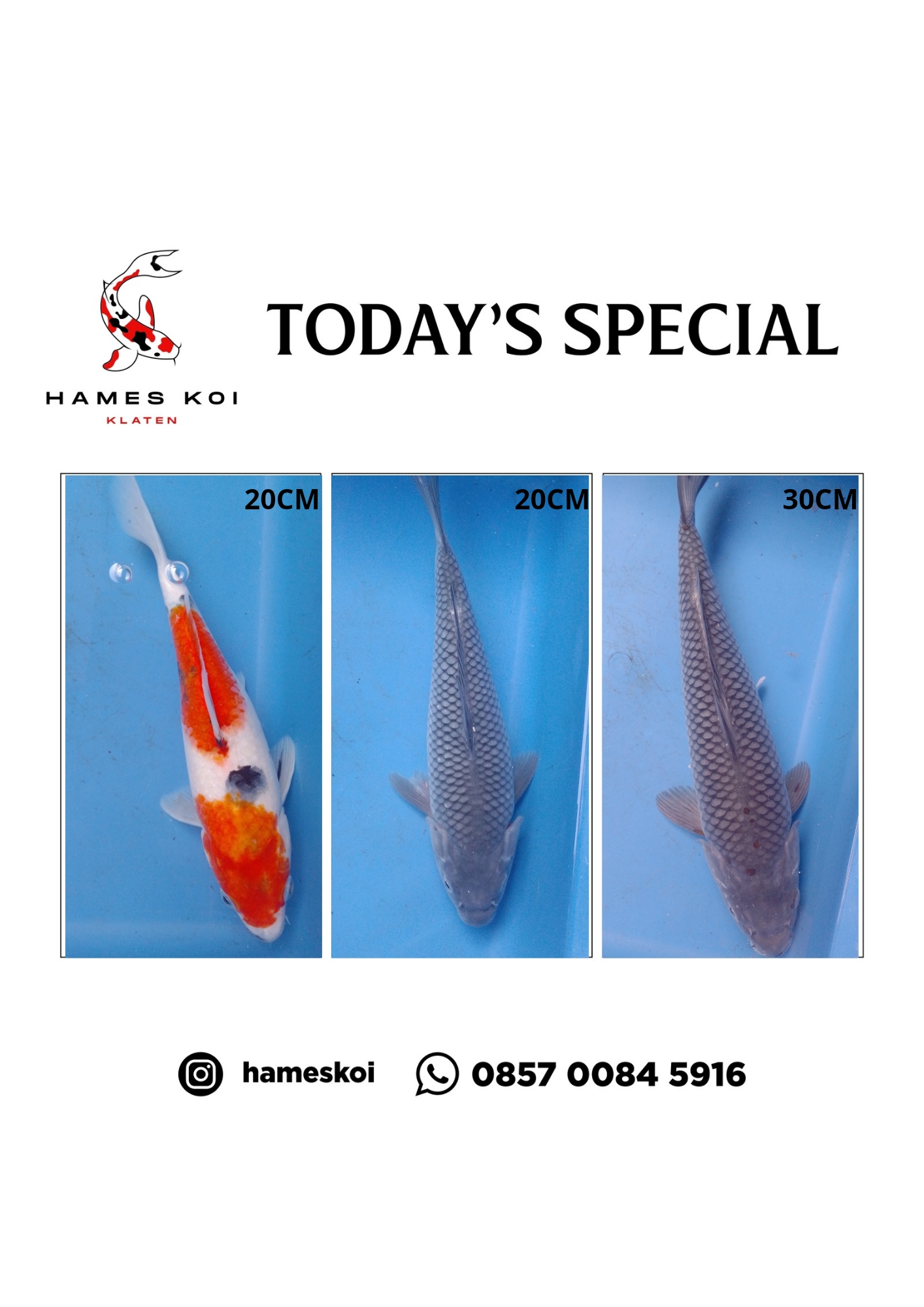 Lelang Koi Online, Jual Beli Ikan Koi, Pasar Koi Terbaik, Agen Lelang Koi, Penawaran Koi Berkualitas, Harga Jual Koi, Lelang Ikan Koi Import, Beli Koi Online, Jual Koi Murah, Koi Showroom, Penjual Koi Terpercaya, Lelang Koi Jakarta, Jual Koi Lokal, Koi Kualitas Unggul, Harga Terbaik Koi, Jual Koi Indukan, Lelang Ikan Hias Koi, Pasar Koi Indonesia, Beli Koi Berkualitas Tinggi, Koi Farm Terbesar, Jual Beli Koi Impor, Lelang Ikan Koi Kualitas Premium, Daftar Harga Koi Terbaru, Pusat Jual Beli Koi, Info Lelang Koi Hari Ini.
