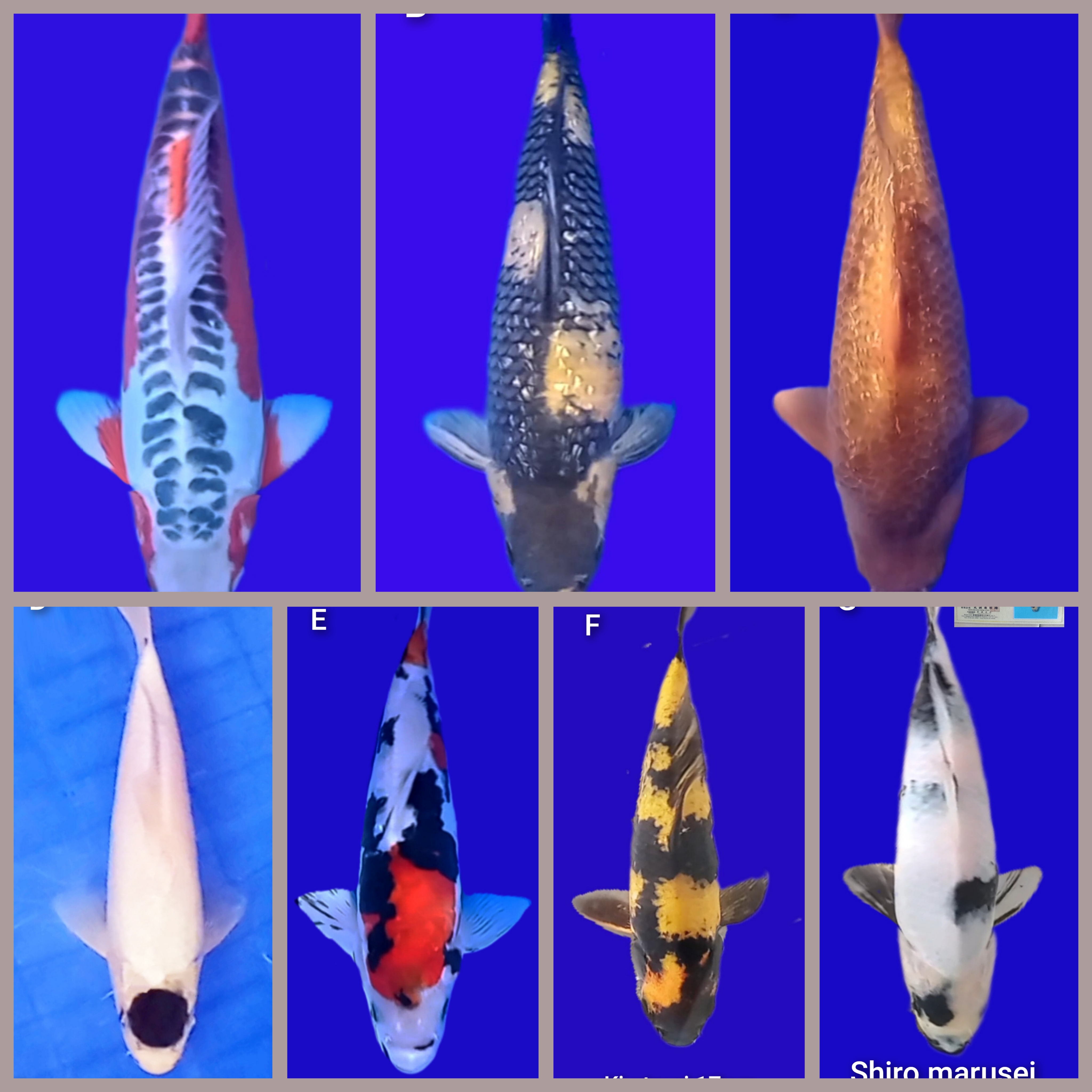 Lelang Koi Online, Jual Beli Ikan Koi, Pasar Koi Terbaik, Agen Lelang Koi, Penawaran Koi Berkualitas, Harga Jual Koi, Lelang Ikan Koi Import, Beli Koi Online, Jual Koi Murah, Koi Showroom, Penjual Koi Terpercaya, Lelang Koi Jakarta, Jual Koi Lokal, Koi Kualitas Unggul, Harga Terbaik Koi, Jual Koi Indukan, Lelang Ikan Hias Koi, Pasar Koi Indonesia, Beli Koi Berkualitas Tinggi, Koi Farm Terbesar, Jual Beli Koi Impor, Lelang Ikan Koi Kualitas Premium, Daftar Harga Koi Terbaru, Pusat Jual Beli Koi, Info Lelang Koi Hari Ini.