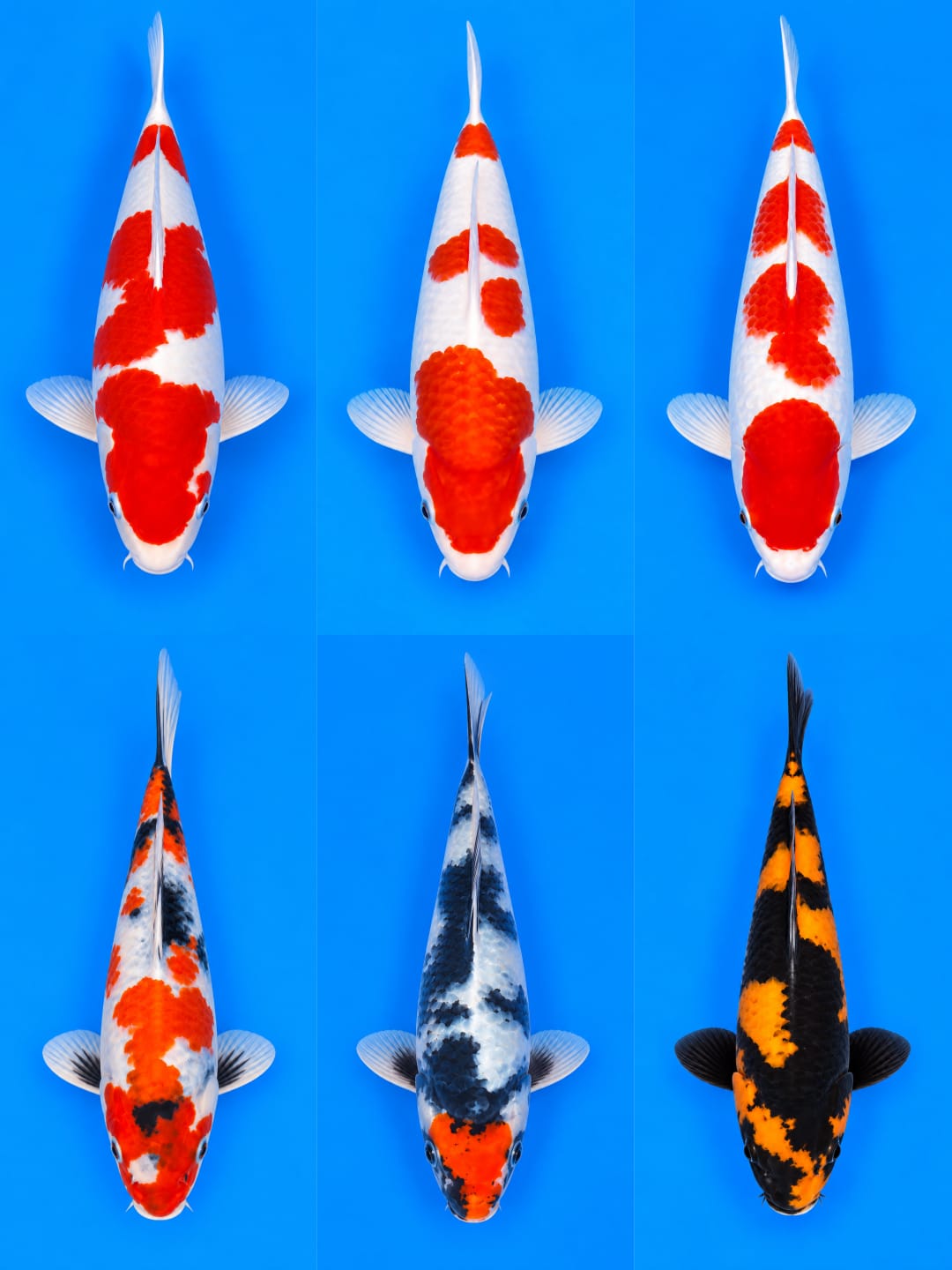 Lelang Koi Online, Jual Beli Ikan Koi, Pasar Koi Terbaik, Agen Lelang Koi, Penawaran Koi Berkualitas, Harga Jual Koi, Lelang Ikan Koi Import, Beli Koi Online, Jual Koi Murah, Koi Showroom, Penjual Koi Terpercaya, Lelang Koi Jakarta, Jual Koi Lokal, Koi Kualitas Unggul, Harga Terbaik Koi, Jual Koi Indukan, Lelang Ikan Hias Koi, Pasar Koi Indonesia, Beli Koi Berkualitas Tinggi, Koi Farm Terbesar, Jual Beli Koi Impor, Lelang Ikan Koi Kualitas Premium, Daftar Harga Koi Terbaru, Pusat Jual Beli Koi, Info Lelang Koi Hari Ini.