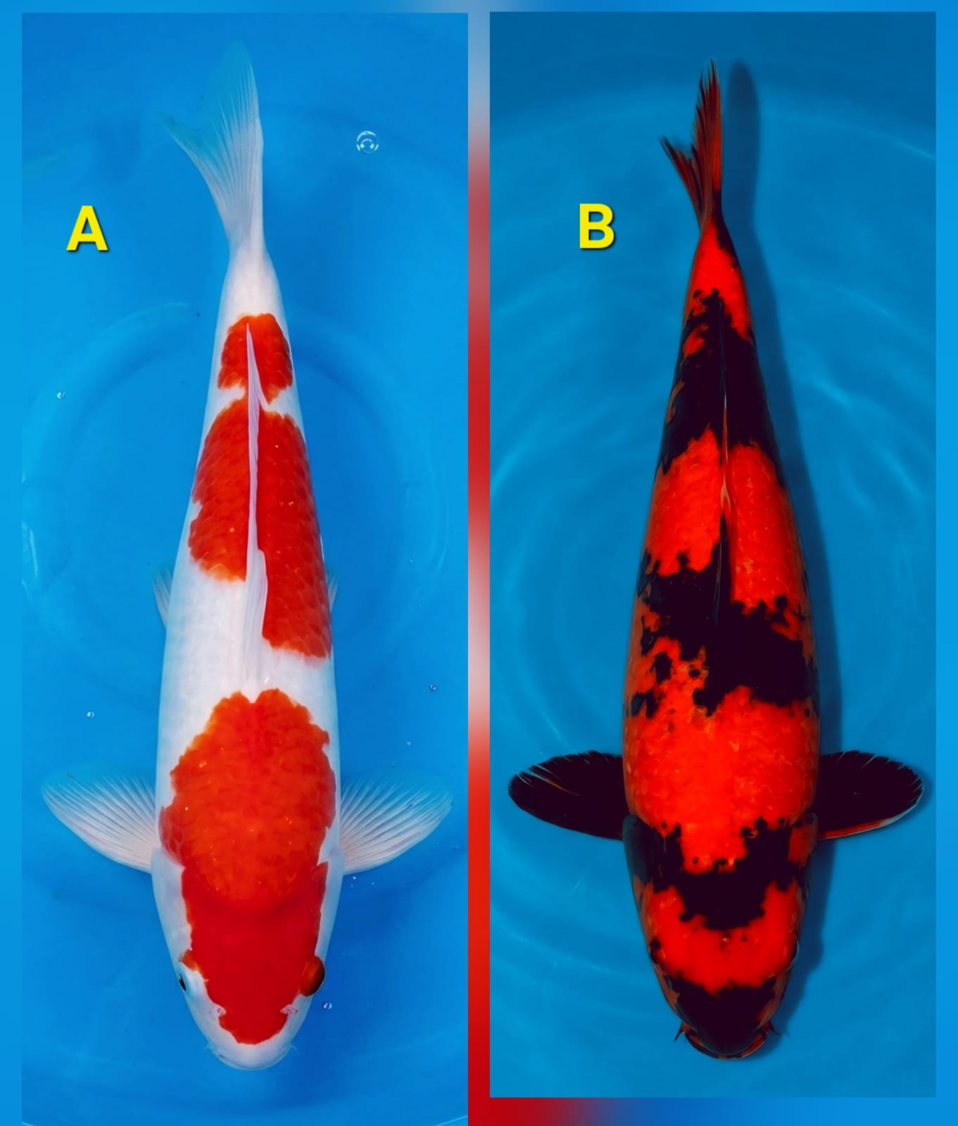 Lelang Koi Online, Jual Beli Ikan Koi, Pasar Koi Terbaik, Agen Lelang Koi, Penawaran Koi Berkualitas, Harga Jual Koi, Lelang Ikan Koi Import, Beli Koi Online, Jual Koi Murah, Koi Showroom, Penjual Koi Terpercaya, Lelang Koi Jakarta, Jual Koi Lokal, Koi Kualitas Unggul, Harga Terbaik Koi, Jual Koi Indukan, Lelang Ikan Hias Koi, Pasar Koi Indonesia, Beli Koi Berkualitas Tinggi, Koi Farm Terbesar, Jual Beli Koi Impor, Lelang Ikan Koi Kualitas Premium, Daftar Harga Koi Terbaru, Pusat Jual Beli Koi, Info Lelang Koi Hari Ini.