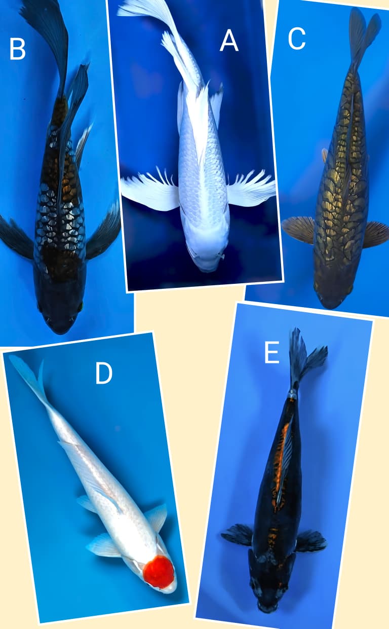 Lelang Koi Online, Jual Beli Ikan Koi, Pasar Koi Terbaik, Agen Lelang Koi, Penawaran Koi Berkualitas, Harga Jual Koi, Lelang Ikan Koi Import, Beli Koi Online, Jual Koi Murah, Koi Showroom, Penjual Koi Terpercaya, Lelang Koi Jakarta, Jual Koi Lokal, Koi Kualitas Unggul, Harga Terbaik Koi, Jual Koi Indukan, Lelang Ikan Hias Koi, Pasar Koi Indonesia, Beli Koi Berkualitas Tinggi, Koi Farm Terbesar, Jual Beli Koi Impor, Lelang Ikan Koi Kualitas Premium, Daftar Harga Koi Terbaru, Pusat Jual Beli Koi, Info Lelang Koi Hari Ini.