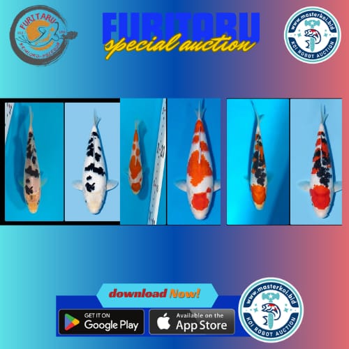 Lelang Koi Online, Jual Beli Ikan Koi, Pasar Koi Terbaik, Agen Lelang Koi, Penawaran Koi Berkualitas, Harga Jual Koi, Lelang Ikan Koi Import, Beli Koi Online, Jual Koi Murah, Koi Showroom, Penjual Koi Terpercaya, Lelang Koi Jakarta, Jual Koi Lokal, Koi Kualitas Unggul, Harga Terbaik Koi, Jual Koi Indukan, Lelang Ikan Hias Koi, Pasar Koi Indonesia, Beli Koi Berkualitas Tinggi, Koi Farm Terbesar, Jual Beli Koi Impor, Lelang Ikan Koi Kualitas Premium, Daftar Harga Koi Terbaru, Pusat Jual Beli Koi, Info Lelang Koi Hari Ini.