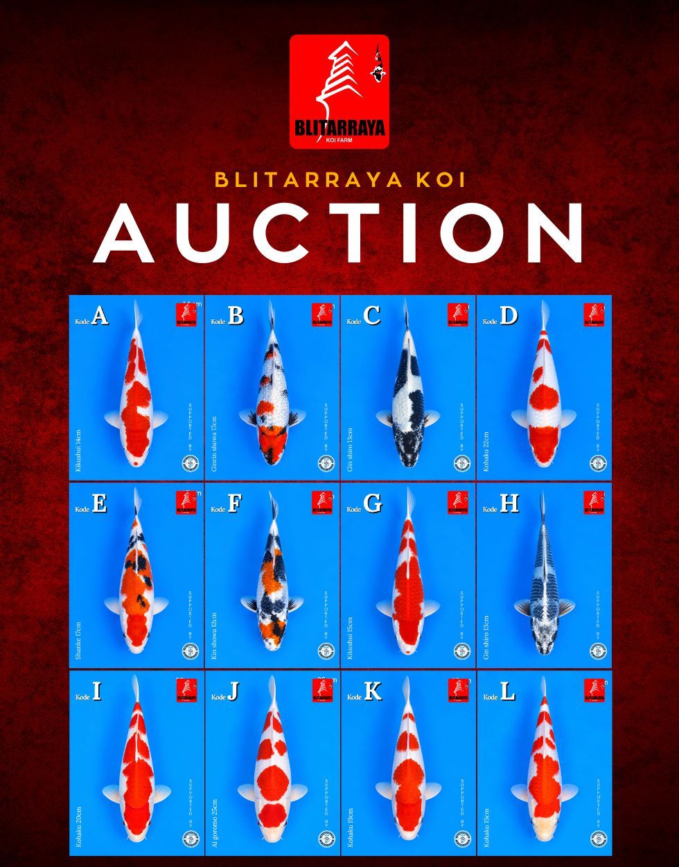 Lelang Koi Online, Jual Beli Ikan Koi, Pasar Koi Terbaik, Agen Lelang Koi, Penawaran Koi Berkualitas, Harga Jual Koi, Lelang Ikan Koi Import, Beli Koi Online, Jual Koi Murah, Koi Showroom, Penjual Koi Terpercaya, Lelang Koi Jakarta, Jual Koi Lokal, Koi Kualitas Unggul, Harga Terbaik Koi, Jual Koi Indukan, Lelang Ikan Hias Koi, Pasar Koi Indonesia, Beli Koi Berkualitas Tinggi, Koi Farm Terbesar, Jual Beli Koi Impor, Lelang Ikan Koi Kualitas Premium, Daftar Harga Koi Terbaru, Pusat Jual Beli Koi, Info Lelang Koi Hari Ini.