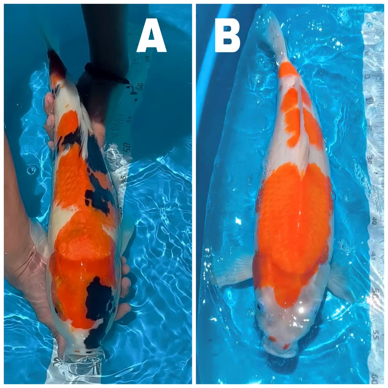 Lelang Koi Online, Jual Beli Ikan Koi, Pasar Koi Terbaik, Agen Lelang Koi, Penawaran Koi Berkualitas, Harga Jual Koi, Lelang Ikan Koi Import, Beli Koi Online, Jual Koi Murah, Koi Showroom, Penjual Koi Terpercaya, Lelang Koi Jakarta, Jual Koi Lokal, Koi Kualitas Unggul, Harga Terbaik Koi, Jual Koi Indukan, Lelang Ikan Hias Koi, Pasar Koi Indonesia, Beli Koi Berkualitas Tinggi, Koi Farm Terbesar, Jual Beli Koi Impor, Lelang Ikan Koi Kualitas Premium, Daftar Harga Koi Terbaru, Pusat Jual Beli Koi, Info Lelang Koi Hari Ini.