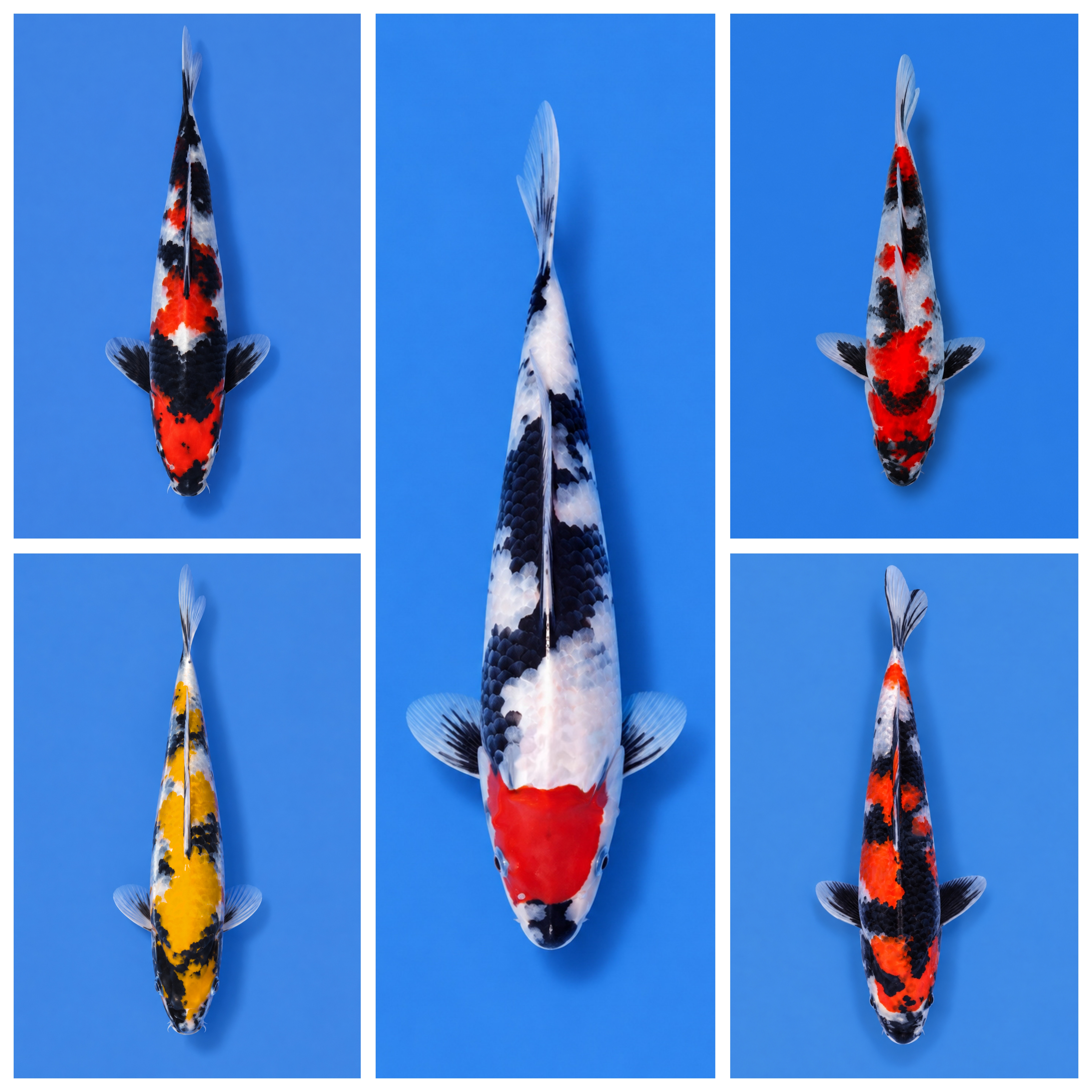 Lelang Koi Online, Jual Beli Ikan Koi, Pasar Koi Terbaik, Agen Lelang Koi, Penawaran Koi Berkualitas, Harga Jual Koi, Lelang Ikan Koi Import, Beli Koi Online, Jual Koi Murah, Koi Showroom, Penjual Koi Terpercaya, Lelang Koi Jakarta, Jual Koi Lokal, Koi Kualitas Unggul, Harga Terbaik Koi, Jual Koi Indukan, Lelang Ikan Hias Koi, Pasar Koi Indonesia, Beli Koi Berkualitas Tinggi, Koi Farm Terbesar, Jual Beli Koi Impor, Lelang Ikan Koi Kualitas Premium, Daftar Harga Koi Terbaru, Pusat Jual Beli Koi, Info Lelang Koi Hari Ini.