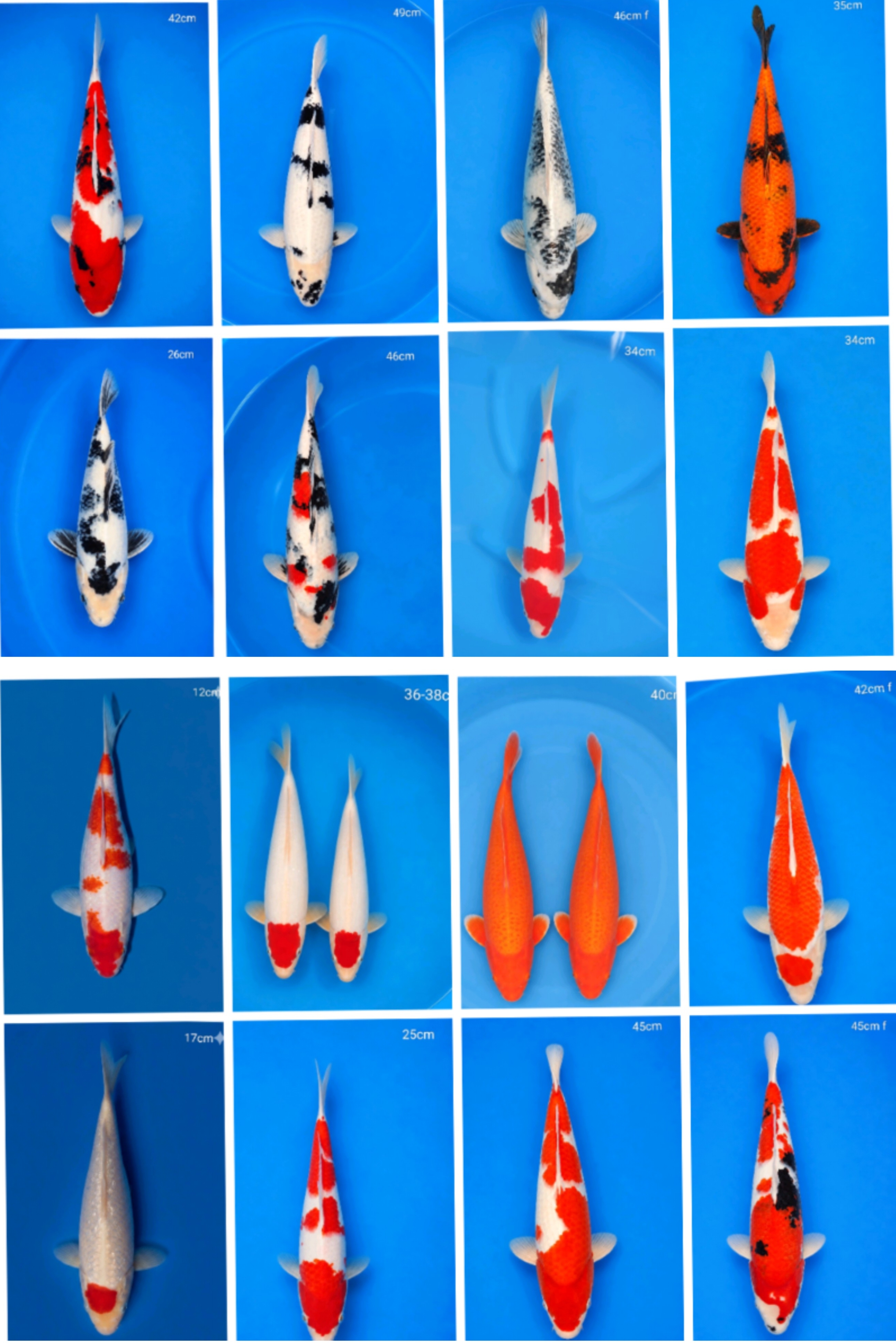 Lelang Koi Online, Jual Beli Ikan Koi, Pasar Koi Terbaik, Agen Lelang Koi, Penawaran Koi Berkualitas, Harga Jual Koi, Lelang Ikan Koi Import, Beli Koi Online, Jual Koi Murah, Koi Showroom, Penjual Koi Terpercaya, Lelang Koi Jakarta, Jual Koi Lokal, Koi Kualitas Unggul, Harga Terbaik Koi, Jual Koi Indukan, Lelang Ikan Hias Koi, Pasar Koi Indonesia, Beli Koi Berkualitas Tinggi, Koi Farm Terbesar, Jual Beli Koi Impor, Lelang Ikan Koi Kualitas Premium, Daftar Harga Koi Terbaru, Pusat Jual Beli Koi, Info Lelang Koi Hari Ini.