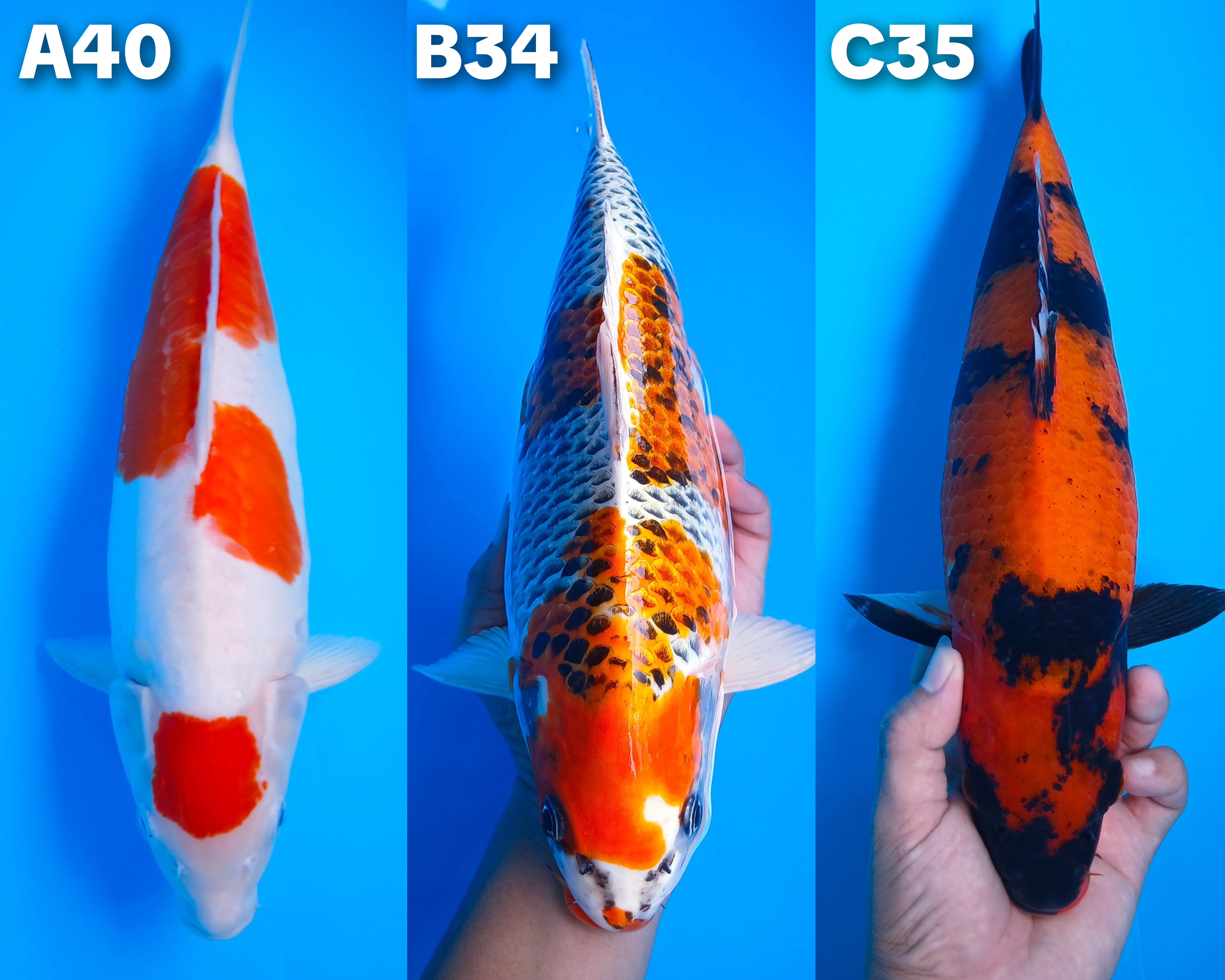 Lelang Koi Online, Jual Beli Ikan Koi, Pasar Koi Terbaik, Agen Lelang Koi, Penawaran Koi Berkualitas, Harga Jual Koi, Lelang Ikan Koi Import, Beli Koi Online, Jual Koi Murah, Koi Showroom, Penjual Koi Terpercaya, Lelang Koi Jakarta, Jual Koi Lokal, Koi Kualitas Unggul, Harga Terbaik Koi, Jual Koi Indukan, Lelang Ikan Hias Koi, Pasar Koi Indonesia, Beli Koi Berkualitas Tinggi, Koi Farm Terbesar, Jual Beli Koi Impor, Lelang Ikan Koi Kualitas Premium, Daftar Harga Koi Terbaru, Pusat Jual Beli Koi, Info Lelang Koi Hari Ini.
