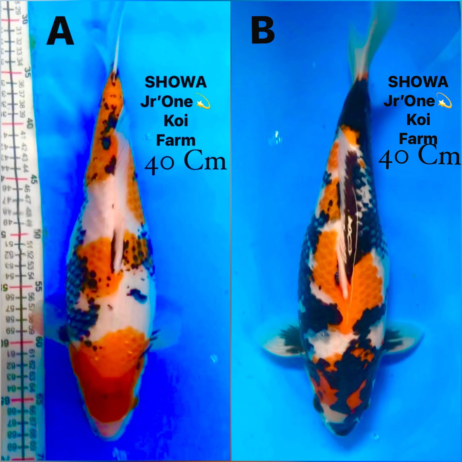 Lelang Koi Online, Jual Beli Ikan Koi, Pasar Koi Terbaik, Agen Lelang Koi, Penawaran Koi Berkualitas, Harga Jual Koi, Lelang Ikan Koi Import, Beli Koi Online, Jual Koi Murah, Koi Showroom, Penjual Koi Terpercaya, Lelang Koi Jakarta, Jual Koi Lokal, Koi Kualitas Unggul, Harga Terbaik Koi, Jual Koi Indukan, Lelang Ikan Hias Koi, Pasar Koi Indonesia, Beli Koi Berkualitas Tinggi, Koi Farm Terbesar, Jual Beli Koi Impor, Lelang Ikan Koi Kualitas Premium, Daftar Harga Koi Terbaru, Pusat Jual Beli Koi, Info Lelang Koi Hari Ini.