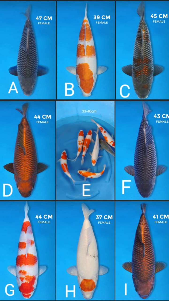 Lelang Koi Online, Jual Beli Ikan Koi, Pasar Koi Terbaik, Agen Lelang Koi, Penawaran Koi Berkualitas, Harga Jual Koi, Lelang Ikan Koi Import, Beli Koi Online, Jual Koi Murah, Koi Showroom, Penjual Koi Terpercaya, Lelang Koi Jakarta, Jual Koi Lokal, Koi Kualitas Unggul, Harga Terbaik Koi, Jual Koi Indukan, Lelang Ikan Hias Koi, Pasar Koi Indonesia, Beli Koi Berkualitas Tinggi, Koi Farm Terbesar, Jual Beli Koi Impor, Lelang Ikan Koi Kualitas Premium, Daftar Harga Koi Terbaru, Pusat Jual Beli Koi, Info Lelang Koi Hari Ini.