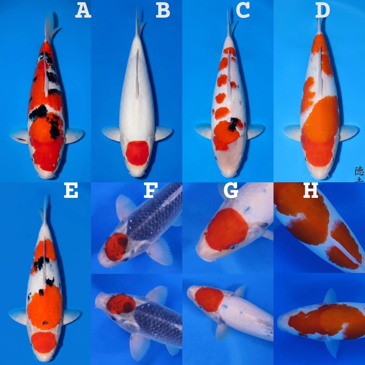 Lelang Koi Online, Jual Beli Ikan Koi, Pasar Koi Terbaik, Agen Lelang Koi, Penawaran Koi Berkualitas, Harga Jual Koi, Lelang Ikan Koi Import, Beli Koi Online, Jual Koi Murah, Koi Showroom, Penjual Koi Terpercaya, Lelang Koi Jakarta, Jual Koi Lokal, Koi Kualitas Unggul, Harga Terbaik Koi, Jual Koi Indukan, Lelang Ikan Hias Koi, Pasar Koi Indonesia, Beli Koi Berkualitas Tinggi, Koi Farm Terbesar, Jual Beli Koi Impor, Lelang Ikan Koi Kualitas Premium, Daftar Harga Koi Terbaru, Pusat Jual Beli Koi, Info Lelang Koi Hari Ini.