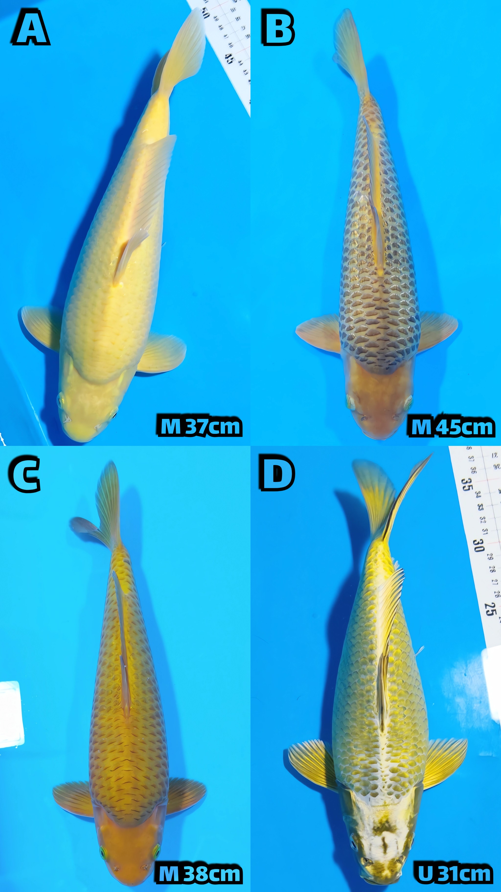 Lelang Koi Online, Jual Beli Ikan Koi, Pasar Koi Terbaik, Agen Lelang Koi, Penawaran Koi Berkualitas, Harga Jual Koi, Lelang Ikan Koi Import, Beli Koi Online, Jual Koi Murah, Koi Showroom, Penjual Koi Terpercaya, Lelang Koi Jakarta, Jual Koi Lokal, Koi Kualitas Unggul, Harga Terbaik Koi, Jual Koi Indukan, Lelang Ikan Hias Koi, Pasar Koi Indonesia, Beli Koi Berkualitas Tinggi, Koi Farm Terbesar, Jual Beli Koi Impor, Lelang Ikan Koi Kualitas Premium, Daftar Harga Koi Terbaru, Pusat Jual Beli Koi, Info Lelang Koi Hari Ini.