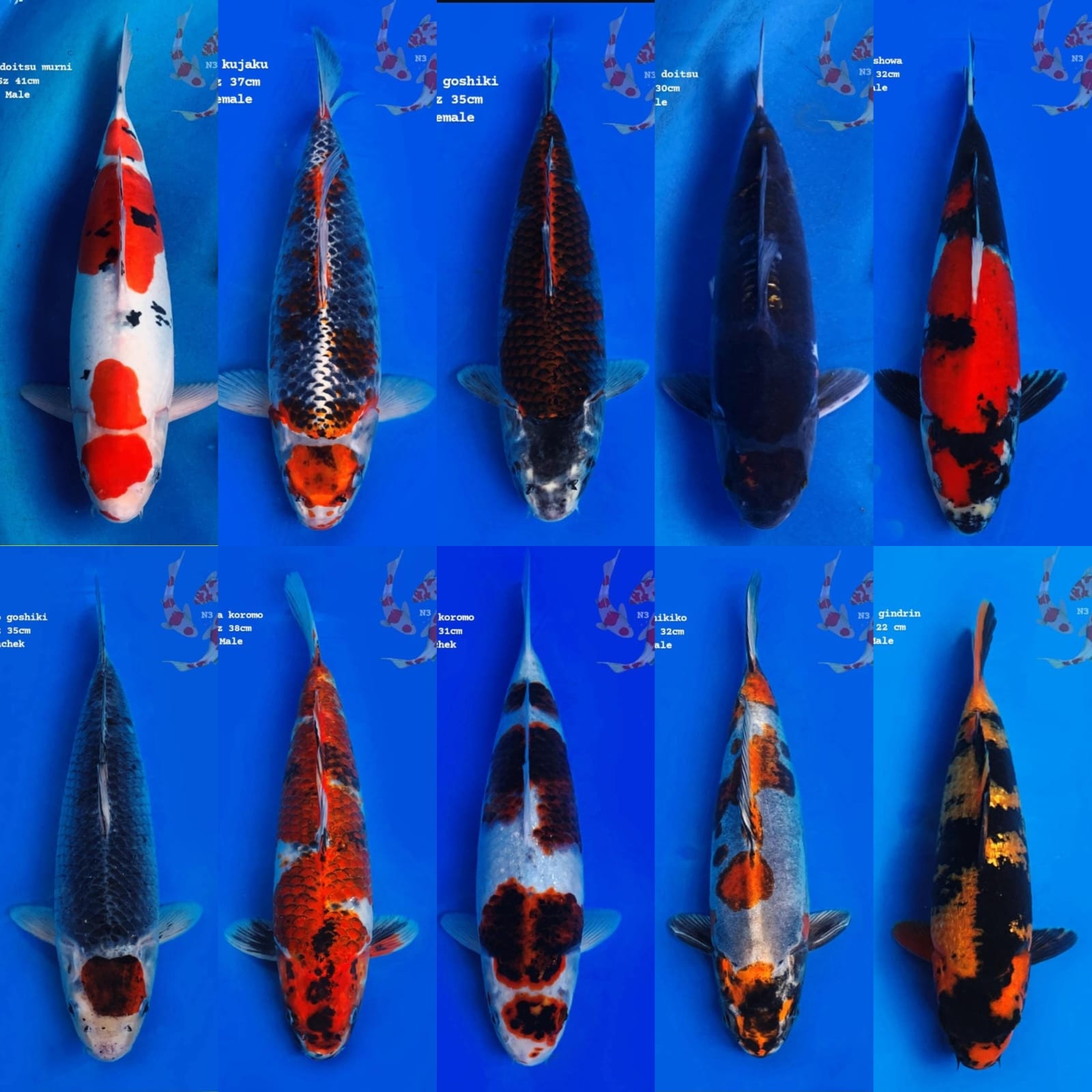 Lelang Koi Online, Jual Beli Ikan Koi, Pasar Koi Terbaik, Agen Lelang Koi, Penawaran Koi Berkualitas, Harga Jual Koi, Lelang Ikan Koi Import, Beli Koi Online, Jual Koi Murah, Koi Showroom, Penjual Koi Terpercaya, Lelang Koi Jakarta, Jual Koi Lokal, Koi Kualitas Unggul, Harga Terbaik Koi, Jual Koi Indukan, Lelang Ikan Hias Koi, Pasar Koi Indonesia, Beli Koi Berkualitas Tinggi, Koi Farm Terbesar, Jual Beli Koi Impor, Lelang Ikan Koi Kualitas Premium, Daftar Harga Koi Terbaru, Pusat Jual Beli Koi, Info Lelang Koi Hari Ini.