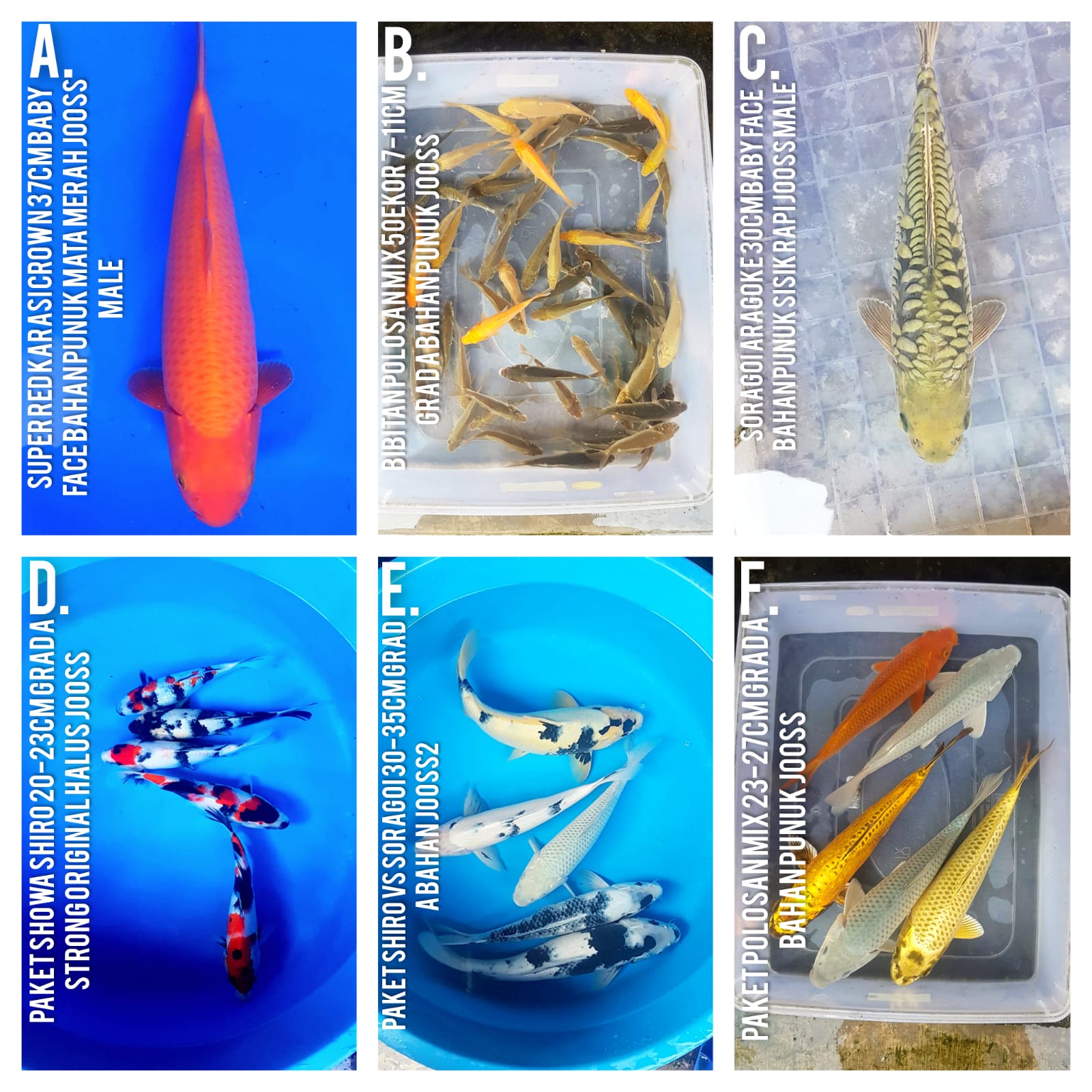 Lelang Koi Online, Jual Beli Ikan Koi, Pasar Koi Terbaik, Agen Lelang Koi, Penawaran Koi Berkualitas, Harga Jual Koi, Lelang Ikan Koi Import, Beli Koi Online, Jual Koi Murah, Koi Showroom, Penjual Koi Terpercaya, Lelang Koi Jakarta, Jual Koi Lokal, Koi Kualitas Unggul, Harga Terbaik Koi, Jual Koi Indukan, Lelang Ikan Hias Koi, Pasar Koi Indonesia, Beli Koi Berkualitas Tinggi, Koi Farm Terbesar, Jual Beli Koi Impor, Lelang Ikan Koi Kualitas Premium, Daftar Harga Koi Terbaru, Pusat Jual Beli Koi, Info Lelang Koi Hari Ini.