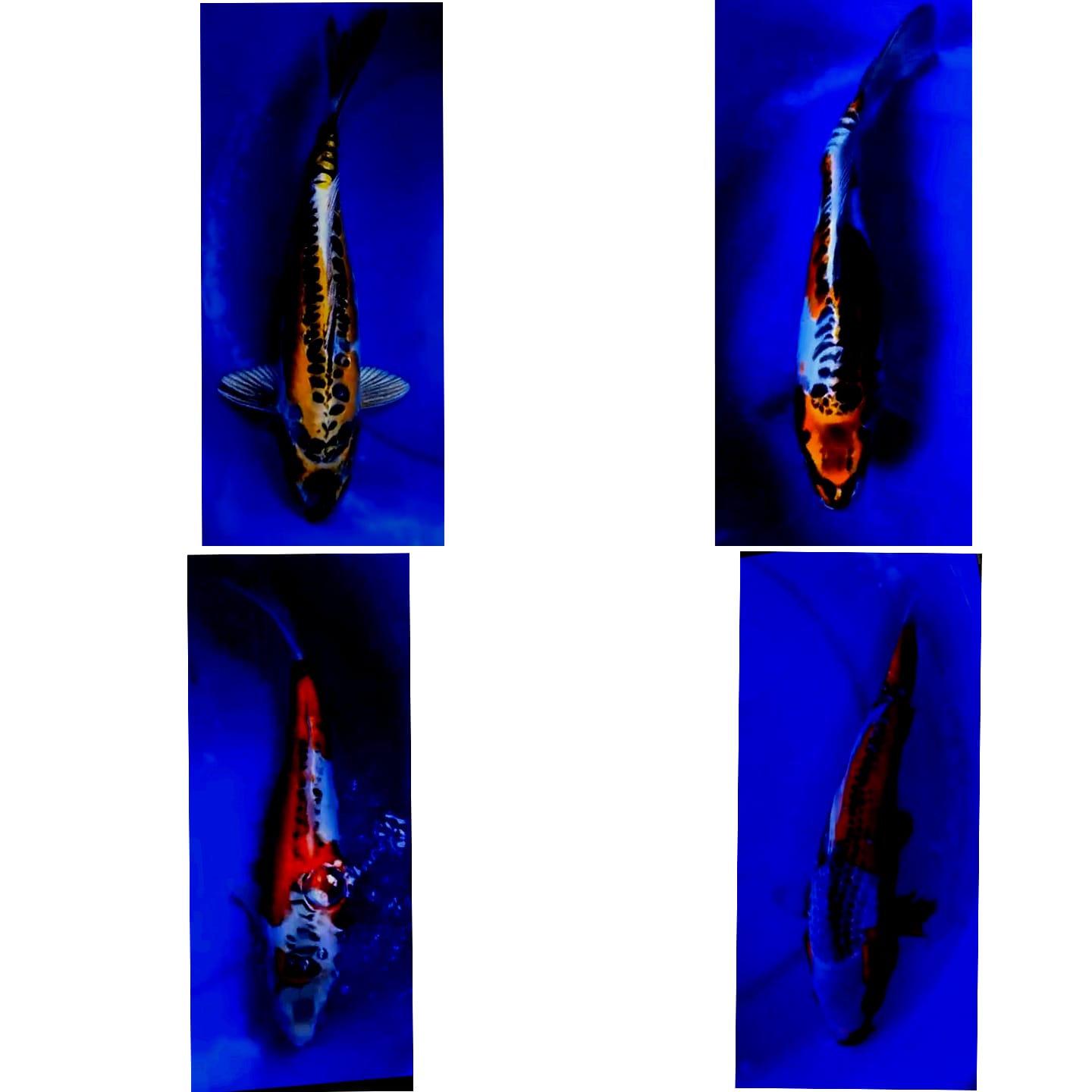 Lelang Koi Online, Jual Beli Ikan Koi, Pasar Koi Terbaik, Agen Lelang Koi, Penawaran Koi Berkualitas, Harga Jual Koi, Lelang Ikan Koi Import, Beli Koi Online, Jual Koi Murah, Koi Showroom, Penjual Koi Terpercaya, Lelang Koi Jakarta, Jual Koi Lokal, Koi Kualitas Unggul, Harga Terbaik Koi, Jual Koi Indukan, Lelang Ikan Hias Koi, Pasar Koi Indonesia, Beli Koi Berkualitas Tinggi, Koi Farm Terbesar, Jual Beli Koi Impor, Lelang Ikan Koi Kualitas Premium, Daftar Harga Koi Terbaru, Pusat Jual Beli Koi, Info Lelang Koi Hari Ini.