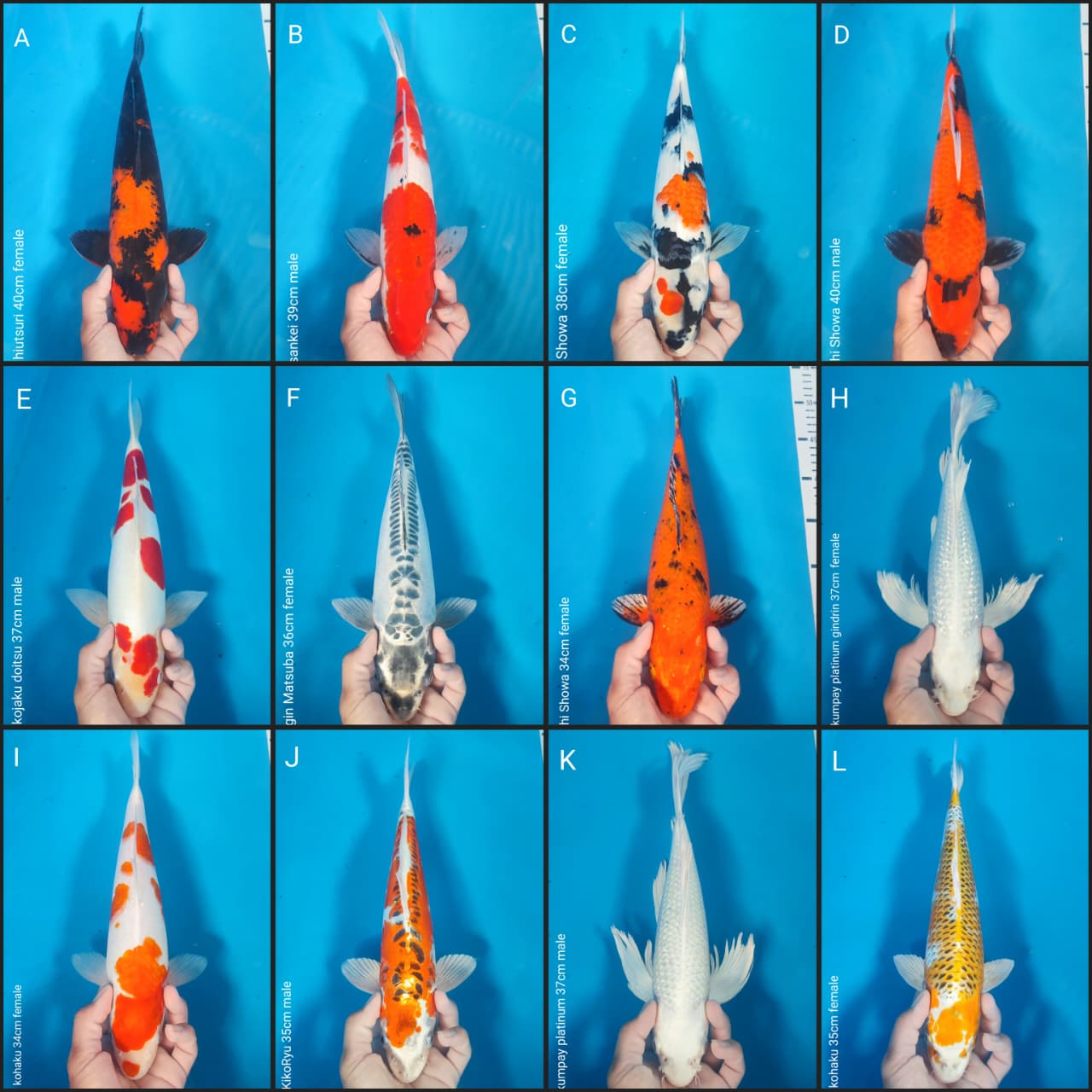 Lelang Koi Online, Jual Beli Ikan Koi, Pasar Koi Terbaik, Agen Lelang Koi, Penawaran Koi Berkualitas, Harga Jual Koi, Lelang Ikan Koi Import, Beli Koi Online, Jual Koi Murah, Koi Showroom, Penjual Koi Terpercaya, Lelang Koi Jakarta, Jual Koi Lokal, Koi Kualitas Unggul, Harga Terbaik Koi, Jual Koi Indukan, Lelang Ikan Hias Koi, Pasar Koi Indonesia, Beli Koi Berkualitas Tinggi, Koi Farm Terbesar, Jual Beli Koi Impor, Lelang Ikan Koi Kualitas Premium, Daftar Harga Koi Terbaru, Pusat Jual Beli Koi, Info Lelang Koi Hari Ini.