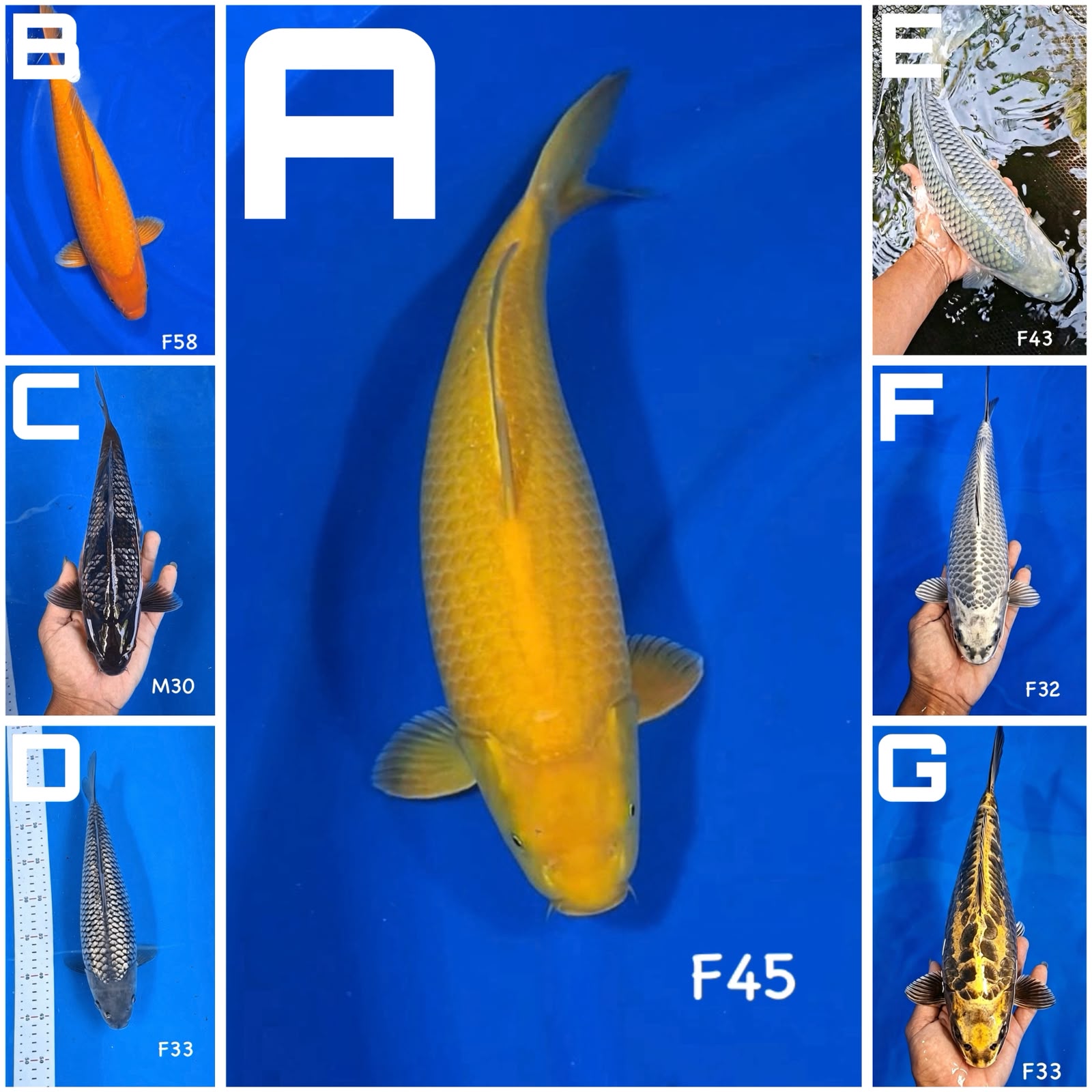 Lelang Koi Online, Jual Beli Ikan Koi, Pasar Koi Terbaik, Agen Lelang Koi, Penawaran Koi Berkualitas, Harga Jual Koi, Lelang Ikan Koi Import, Beli Koi Online, Jual Koi Murah, Koi Showroom, Penjual Koi Terpercaya, Lelang Koi Jakarta, Jual Koi Lokal, Koi Kualitas Unggul, Harga Terbaik Koi, Jual Koi Indukan, Lelang Ikan Hias Koi, Pasar Koi Indonesia, Beli Koi Berkualitas Tinggi, Koi Farm Terbesar, Jual Beli Koi Impor, Lelang Ikan Koi Kualitas Premium, Daftar Harga Koi Terbaru, Pusat Jual Beli Koi, Info Lelang Koi Hari Ini.
