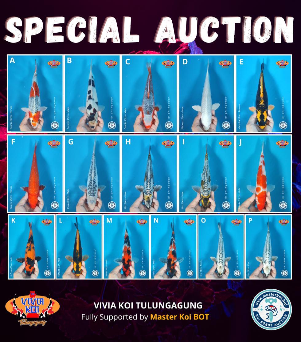 Lelang Koi Online, Jual Beli Ikan Koi, Pasar Koi Terbaik, Agen Lelang Koi, Penawaran Koi Berkualitas, Harga Jual Koi, Lelang Ikan Koi Import, Beli Koi Online, Jual Koi Murah, Koi Showroom, Penjual Koi Terpercaya, Lelang Koi Jakarta, Jual Koi Lokal, Koi Kualitas Unggul, Harga Terbaik Koi, Jual Koi Indukan, Lelang Ikan Hias Koi, Pasar Koi Indonesia, Beli Koi Berkualitas Tinggi, Koi Farm Terbesar, Jual Beli Koi Impor, Lelang Ikan Koi Kualitas Premium, Daftar Harga Koi Terbaru, Pusat Jual Beli Koi, Info Lelang Koi Hari Ini.