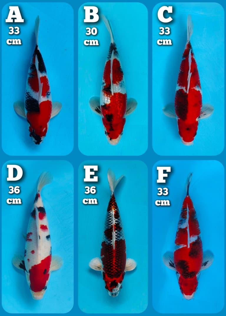 Lelang Koi Online, Jual Beli Ikan Koi, Pasar Koi Terbaik, Agen Lelang Koi, Penawaran Koi Berkualitas, Harga Jual Koi, Lelang Ikan Koi Import, Beli Koi Online, Jual Koi Murah, Koi Showroom, Penjual Koi Terpercaya, Lelang Koi Jakarta, Jual Koi Lokal, Koi Kualitas Unggul, Harga Terbaik Koi, Jual Koi Indukan, Lelang Ikan Hias Koi, Pasar Koi Indonesia, Beli Koi Berkualitas Tinggi, Koi Farm Terbesar, Jual Beli Koi Impor, Lelang Ikan Koi Kualitas Premium, Daftar Harga Koi Terbaru, Pusat Jual Beli Koi, Info Lelang Koi Hari Ini.