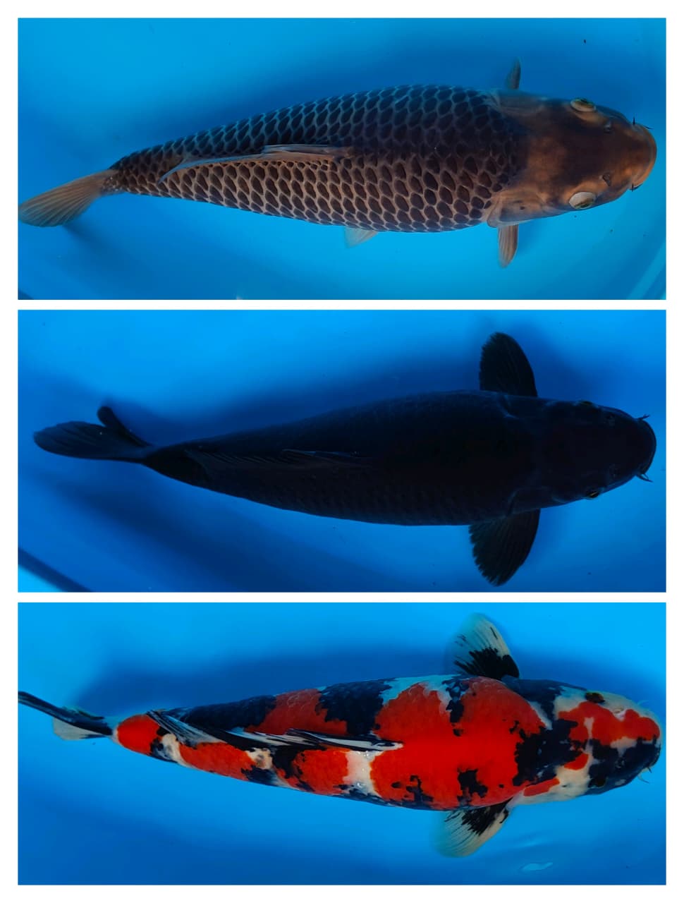 Lelang Koi Online, Jual Beli Ikan Koi, Pasar Koi Terbaik, Agen Lelang Koi, Penawaran Koi Berkualitas, Harga Jual Koi, Lelang Ikan Koi Import, Beli Koi Online, Jual Koi Murah, Koi Showroom, Penjual Koi Terpercaya, Lelang Koi Jakarta, Jual Koi Lokal, Koi Kualitas Unggul, Harga Terbaik Koi, Jual Koi Indukan, Lelang Ikan Hias Koi, Pasar Koi Indonesia, Beli Koi Berkualitas Tinggi, Koi Farm Terbesar, Jual Beli Koi Impor, Lelang Ikan Koi Kualitas Premium, Daftar Harga Koi Terbaru, Pusat Jual Beli Koi, Info Lelang Koi Hari Ini.