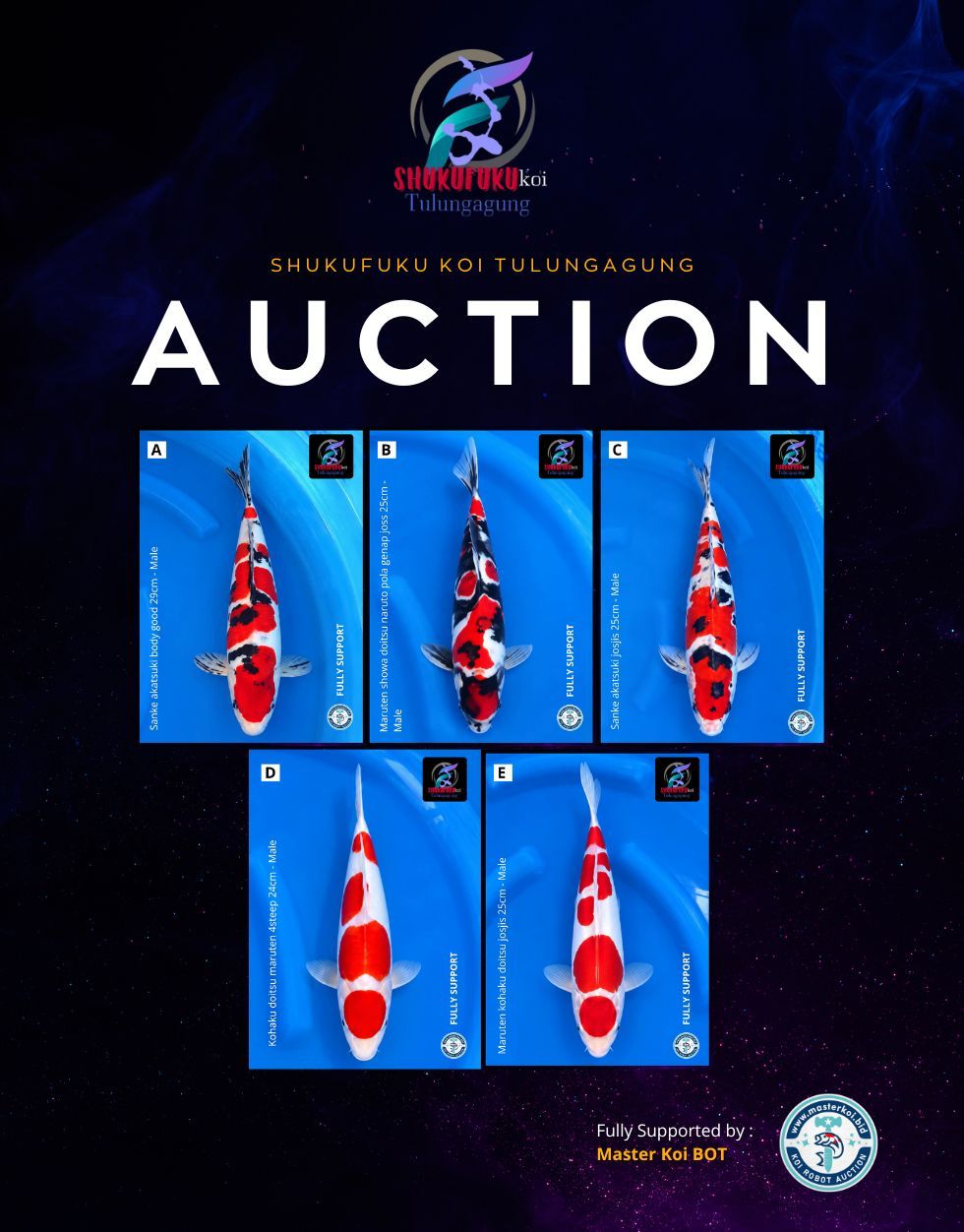 Lelang Koi Online, Jual Beli Ikan Koi, Pasar Koi Terbaik, Agen Lelang Koi, Penawaran Koi Berkualitas, Harga Jual Koi, Lelang Ikan Koi Import, Beli Koi Online, Jual Koi Murah, Koi Showroom, Penjual Koi Terpercaya, Lelang Koi Jakarta, Jual Koi Lokal, Koi Kualitas Unggul, Harga Terbaik Koi, Jual Koi Indukan, Lelang Ikan Hias Koi, Pasar Koi Indonesia, Beli Koi Berkualitas Tinggi, Koi Farm Terbesar, Jual Beli Koi Impor, Lelang Ikan Koi Kualitas Premium, Daftar Harga Koi Terbaru, Pusat Jual Beli Koi, Info Lelang Koi Hari Ini.
