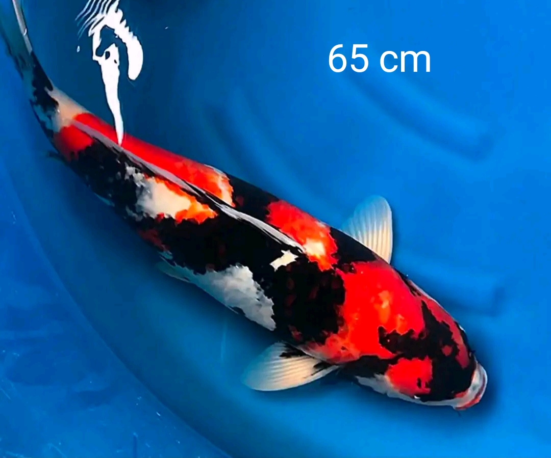 Lelang Koi Online, Jual Beli Ikan Koi, Pasar Koi Terbaik, Agen Lelang Koi, Penawaran Koi Berkualitas, Harga Jual Koi, Lelang Ikan Koi Import, Beli Koi Online, Jual Koi Murah, Koi Showroom, Penjual Koi Terpercaya, Lelang Koi Jakarta, Jual Koi Lokal, Koi Kualitas Unggul, Harga Terbaik Koi, Jual Koi Indukan, Lelang Ikan Hias Koi, Pasar Koi Indonesia, Beli Koi Berkualitas Tinggi, Koi Farm Terbesar, Jual Beli Koi Impor, Lelang Ikan Koi Kualitas Premium, Daftar Harga Koi Terbaru, Pusat Jual Beli Koi, Info Lelang Koi Hari Ini.