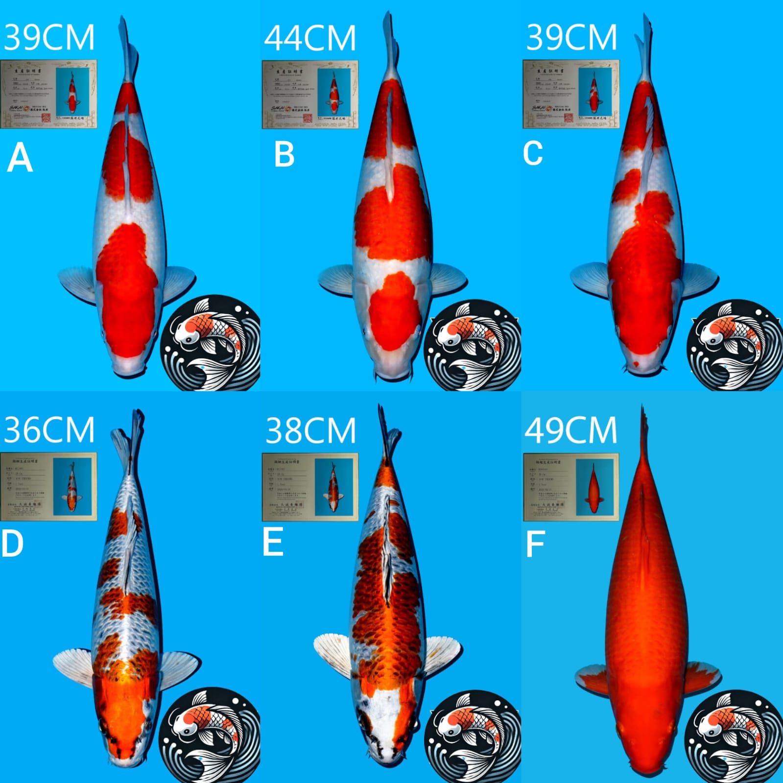 Lelang Koi Online, Jual Beli Ikan Koi, Pasar Koi Terbaik, Agen Lelang Koi, Penawaran Koi Berkualitas, Harga Jual Koi, Lelang Ikan Koi Import, Beli Koi Online, Jual Koi Murah, Koi Showroom, Penjual Koi Terpercaya, Lelang Koi Jakarta, Jual Koi Lokal, Koi Kualitas Unggul, Harga Terbaik Koi, Jual Koi Indukan, Lelang Ikan Hias Koi, Pasar Koi Indonesia, Beli Koi Berkualitas Tinggi, Koi Farm Terbesar, Jual Beli Koi Impor, Lelang Ikan Koi Kualitas Premium, Daftar Harga Koi Terbaru, Pusat Jual Beli Koi, Info Lelang Koi Hari Ini.