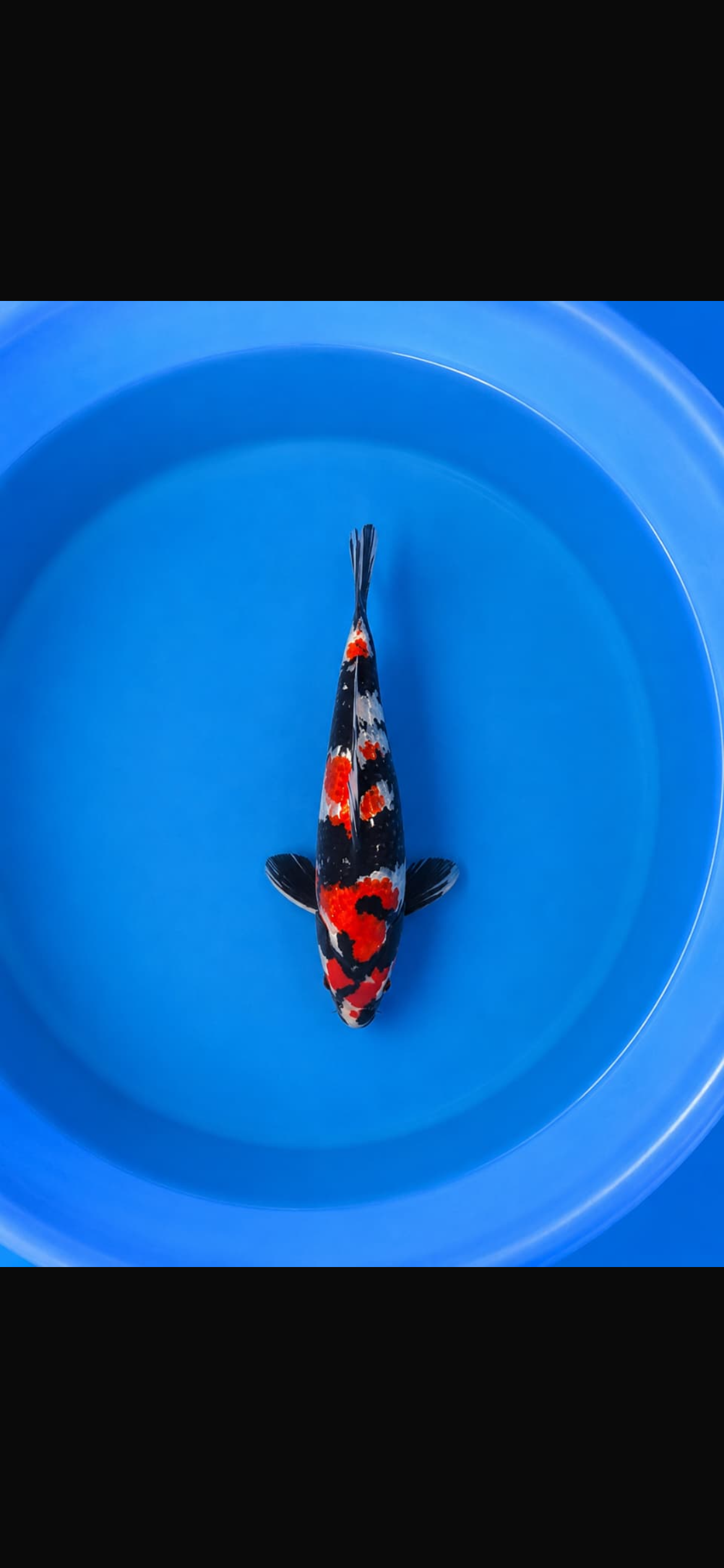 Lelang Koi Online, Jual Beli Ikan Koi, Pasar Koi Terbaik, Agen Lelang Koi, Penawaran Koi Berkualitas, Harga Jual Koi, Lelang Ikan Koi Import, Beli Koi Online, Jual Koi Murah, Koi Showroom, Penjual Koi Terpercaya, Lelang Koi Jakarta, Jual Koi Lokal, Koi Kualitas Unggul, Harga Terbaik Koi, Jual Koi Indukan, Lelang Ikan Hias Koi, Pasar Koi Indonesia, Beli Koi Berkualitas Tinggi, Koi Farm Terbesar, Jual Beli Koi Impor, Lelang Ikan Koi Kualitas Premium, Daftar Harga Koi Terbaru, Pusat Jual Beli Koi, Info Lelang Koi Hari Ini.