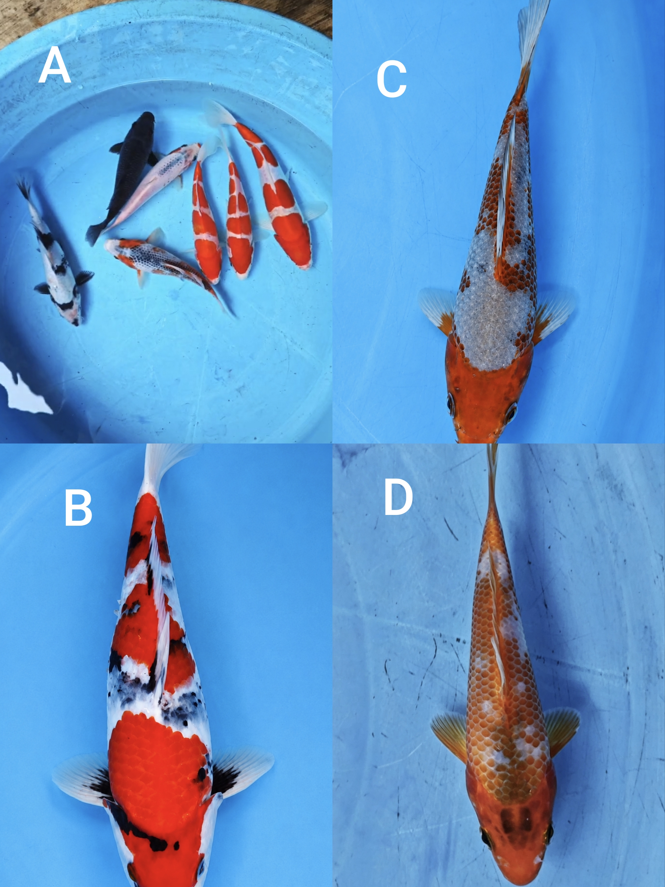 Lelang Koi Online, Jual Beli Ikan Koi, Pasar Koi Terbaik, Agen Lelang Koi, Penawaran Koi Berkualitas, Harga Jual Koi, Lelang Ikan Koi Import, Beli Koi Online, Jual Koi Murah, Koi Showroom, Penjual Koi Terpercaya, Lelang Koi Jakarta, Jual Koi Lokal, Koi Kualitas Unggul, Harga Terbaik Koi, Jual Koi Indukan, Lelang Ikan Hias Koi, Pasar Koi Indonesia, Beli Koi Berkualitas Tinggi, Koi Farm Terbesar, Jual Beli Koi Impor, Lelang Ikan Koi Kualitas Premium, Daftar Harga Koi Terbaru, Pusat Jual Beli Koi, Info Lelang Koi Hari Ini.