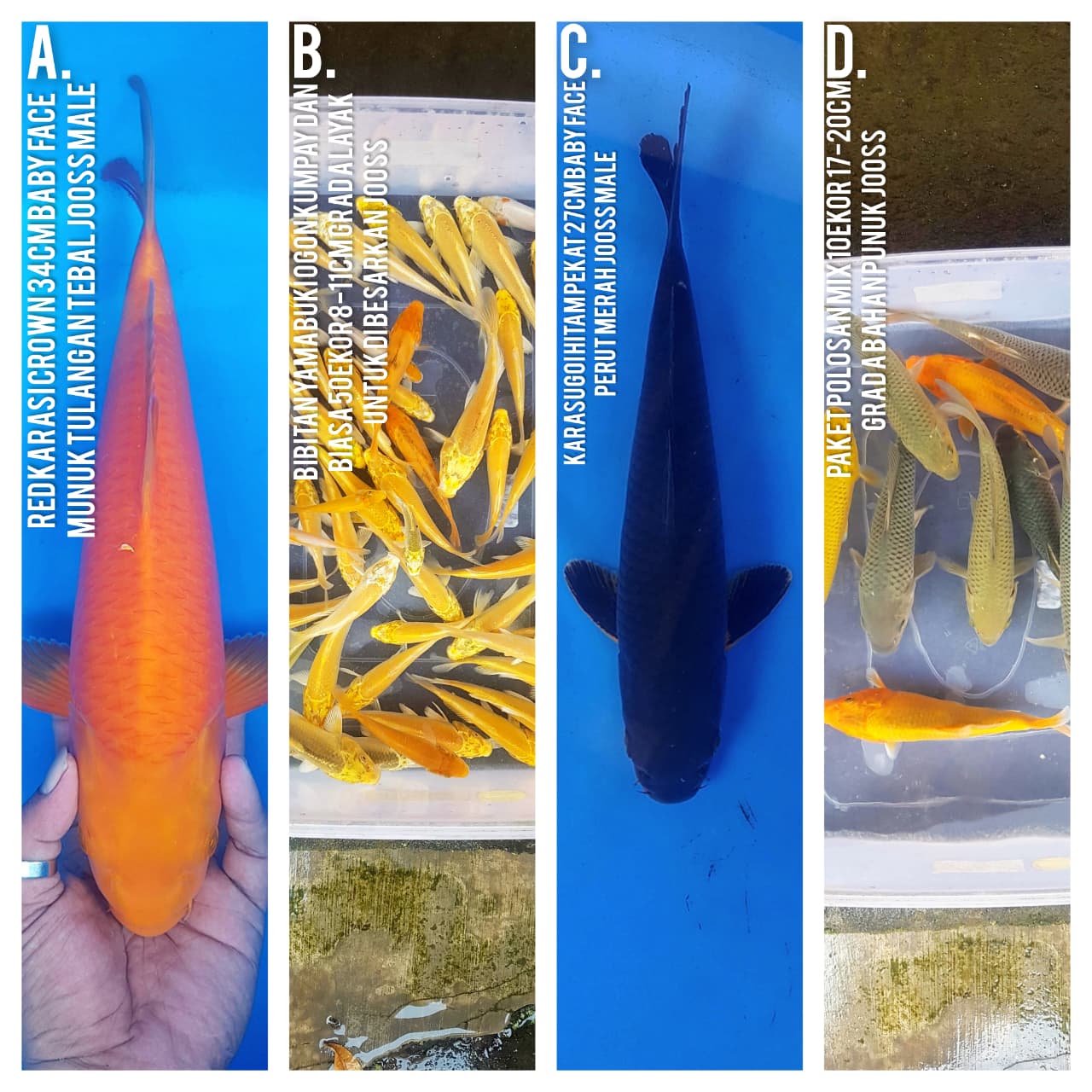 Lelang Koi Online, Jual Beli Ikan Koi, Pasar Koi Terbaik, Agen Lelang Koi, Penawaran Koi Berkualitas, Harga Jual Koi, Lelang Ikan Koi Import, Beli Koi Online, Jual Koi Murah, Koi Showroom, Penjual Koi Terpercaya, Lelang Koi Jakarta, Jual Koi Lokal, Koi Kualitas Unggul, Harga Terbaik Koi, Jual Koi Indukan, Lelang Ikan Hias Koi, Pasar Koi Indonesia, Beli Koi Berkualitas Tinggi, Koi Farm Terbesar, Jual Beli Koi Impor, Lelang Ikan Koi Kualitas Premium, Daftar Harga Koi Terbaru, Pusat Jual Beli Koi, Info Lelang Koi Hari Ini.