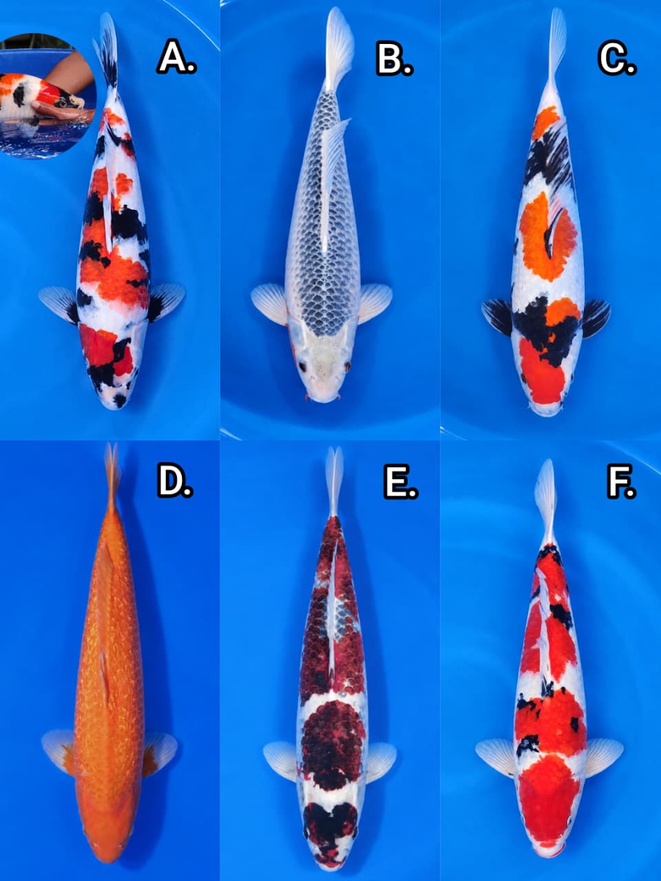 Lelang Koi Online, Jual Beli Ikan Koi, Pasar Koi Terbaik, Agen Lelang Koi, Penawaran Koi Berkualitas, Harga Jual Koi, Lelang Ikan Koi Import, Beli Koi Online, Jual Koi Murah, Koi Showroom, Penjual Koi Terpercaya, Lelang Koi Jakarta, Jual Koi Lokal, Koi Kualitas Unggul, Harga Terbaik Koi, Jual Koi Indukan, Lelang Ikan Hias Koi, Pasar Koi Indonesia, Beli Koi Berkualitas Tinggi, Koi Farm Terbesar, Jual Beli Koi Impor, Lelang Ikan Koi Kualitas Premium, Daftar Harga Koi Terbaru, Pusat Jual Beli Koi, Info Lelang Koi Hari Ini.