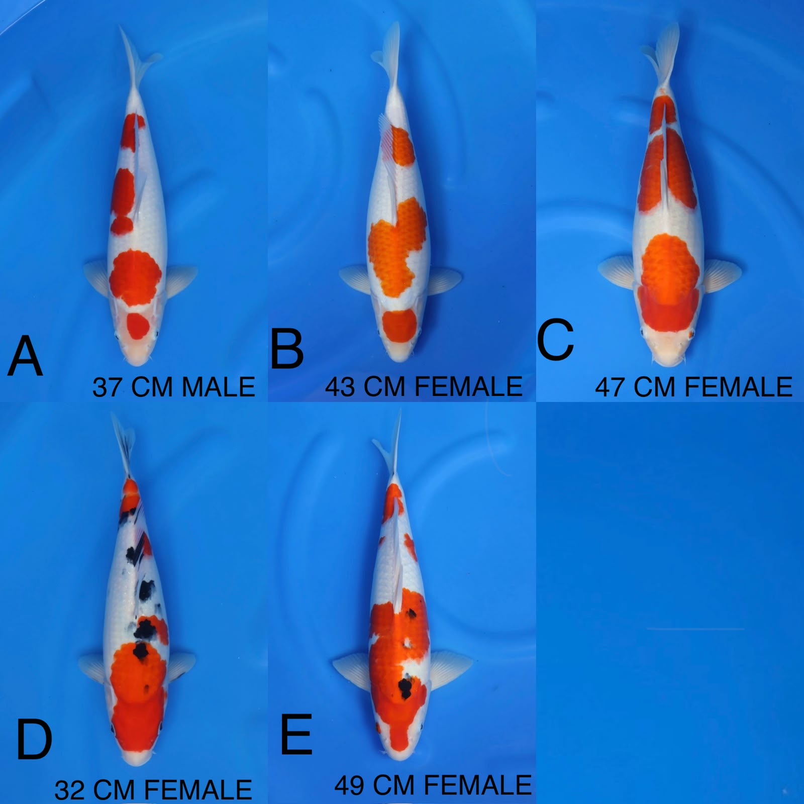 Lelang Koi Online, Jual Beli Ikan Koi, Pasar Koi Terbaik, Agen Lelang Koi, Penawaran Koi Berkualitas, Harga Jual Koi, Lelang Ikan Koi Import, Beli Koi Online, Jual Koi Murah, Koi Showroom, Penjual Koi Terpercaya, Lelang Koi Jakarta, Jual Koi Lokal, Koi Kualitas Unggul, Harga Terbaik Koi, Jual Koi Indukan, Lelang Ikan Hias Koi, Pasar Koi Indonesia, Beli Koi Berkualitas Tinggi, Koi Farm Terbesar, Jual Beli Koi Impor, Lelang Ikan Koi Kualitas Premium, Daftar Harga Koi Terbaru, Pusat Jual Beli Koi, Info Lelang Koi Hari Ini.