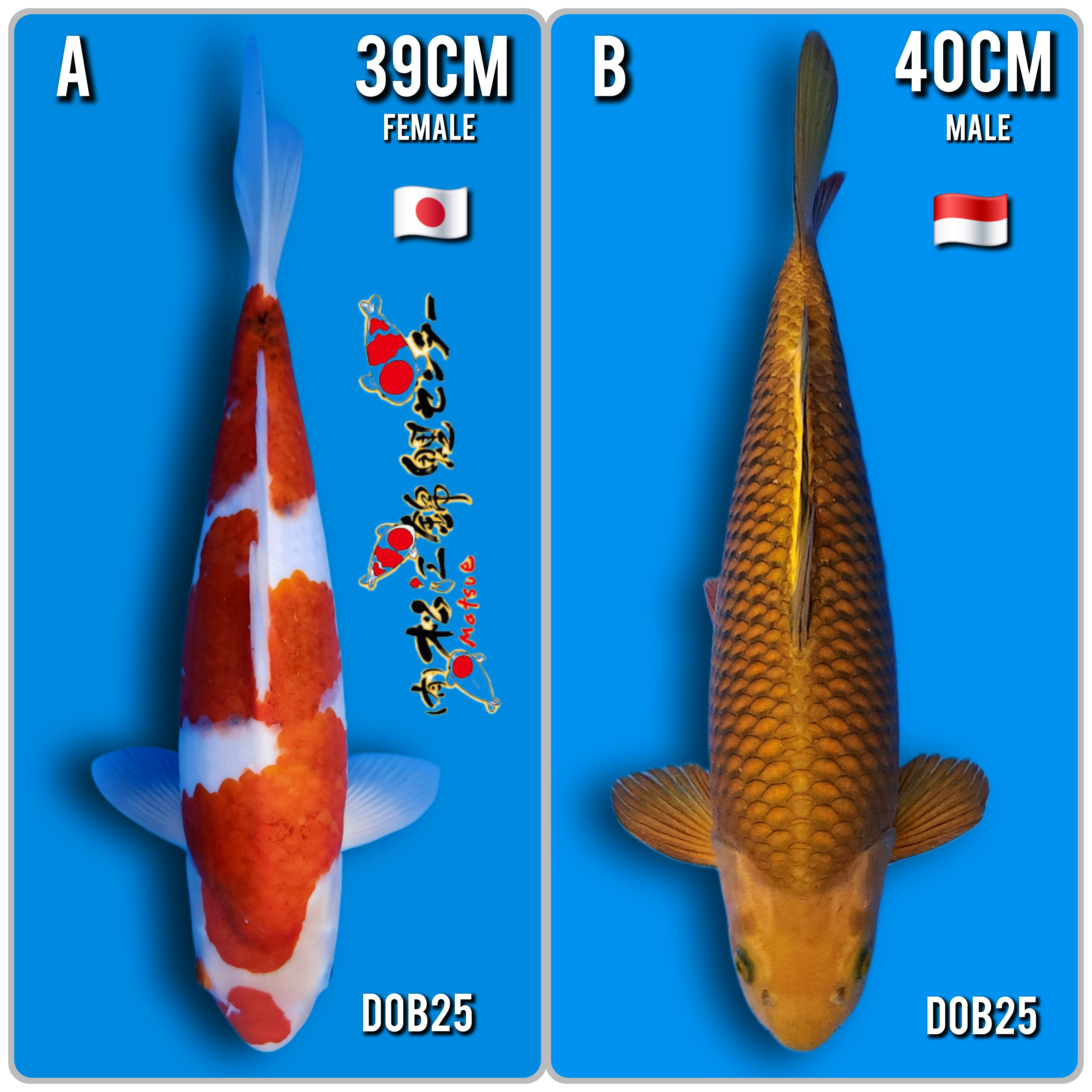 Lelang Koi Online, Jual Beli Ikan Koi, Pasar Koi Terbaik, Agen Lelang Koi, Penawaran Koi Berkualitas, Harga Jual Koi, Lelang Ikan Koi Import, Beli Koi Online, Jual Koi Murah, Koi Showroom, Penjual Koi Terpercaya, Lelang Koi Jakarta, Jual Koi Lokal, Koi Kualitas Unggul, Harga Terbaik Koi, Jual Koi Indukan, Lelang Ikan Hias Koi, Pasar Koi Indonesia, Beli Koi Berkualitas Tinggi, Koi Farm Terbesar, Jual Beli Koi Impor, Lelang Ikan Koi Kualitas Premium, Daftar Harga Koi Terbaru, Pusat Jual Beli Koi, Info Lelang Koi Hari Ini.
