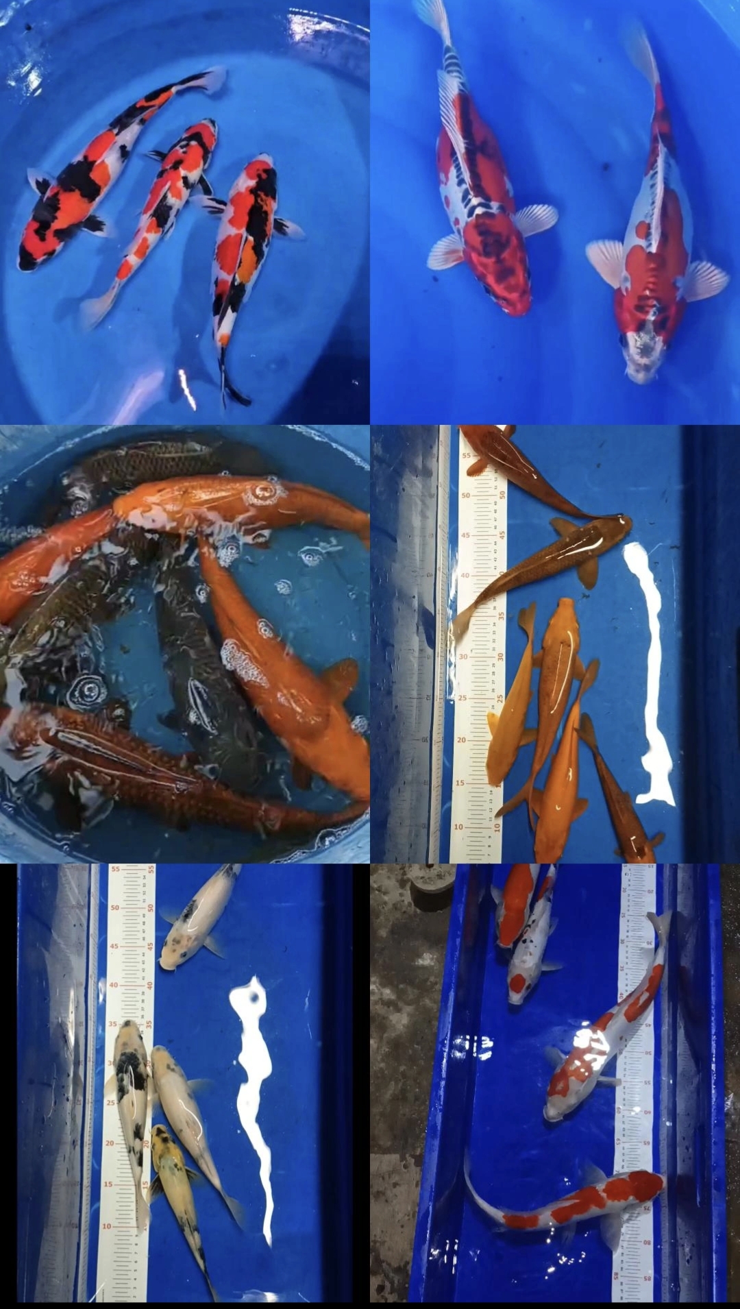 Lelang Koi Online, Jual Beli Ikan Koi, Pasar Koi Terbaik, Agen Lelang Koi, Penawaran Koi Berkualitas, Harga Jual Koi, Lelang Ikan Koi Import, Beli Koi Online, Jual Koi Murah, Koi Showroom, Penjual Koi Terpercaya, Lelang Koi Jakarta, Jual Koi Lokal, Koi Kualitas Unggul, Harga Terbaik Koi, Jual Koi Indukan, Lelang Ikan Hias Koi, Pasar Koi Indonesia, Beli Koi Berkualitas Tinggi, Koi Farm Terbesar, Jual Beli Koi Impor, Lelang Ikan Koi Kualitas Premium, Daftar Harga Koi Terbaru, Pusat Jual Beli Koi, Info Lelang Koi Hari Ini.