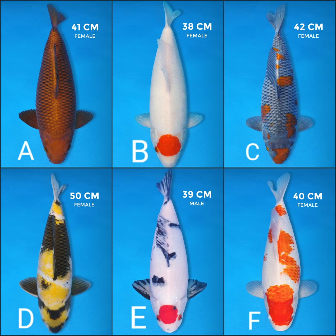 Lelang Koi Online, Jual Beli Ikan Koi, Pasar Koi Terbaik, Agen Lelang Koi, Penawaran Koi Berkualitas, Harga Jual Koi, Lelang Ikan Koi Import, Beli Koi Online, Jual Koi Murah, Koi Showroom, Penjual Koi Terpercaya, Lelang Koi Jakarta, Jual Koi Lokal, Koi Kualitas Unggul, Harga Terbaik Koi, Jual Koi Indukan, Lelang Ikan Hias Koi, Pasar Koi Indonesia, Beli Koi Berkualitas Tinggi, Koi Farm Terbesar, Jual Beli Koi Impor, Lelang Ikan Koi Kualitas Premium, Daftar Harga Koi Terbaru, Pusat Jual Beli Koi, Info Lelang Koi Hari Ini.