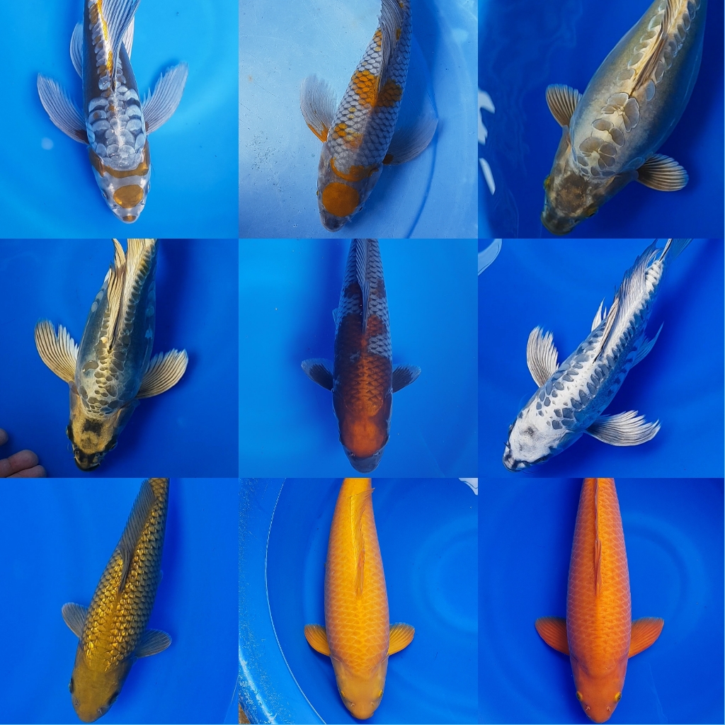 Lelang Koi Online, Jual Beli Ikan Koi, Pasar Koi Terbaik, Agen Lelang Koi, Penawaran Koi Berkualitas, Harga Jual Koi, Lelang Ikan Koi Import, Beli Koi Online, Jual Koi Murah, Koi Showroom, Penjual Koi Terpercaya, Lelang Koi Jakarta, Jual Koi Lokal, Koi Kualitas Unggul, Harga Terbaik Koi, Jual Koi Indukan, Lelang Ikan Hias Koi, Pasar Koi Indonesia, Beli Koi Berkualitas Tinggi, Koi Farm Terbesar, Jual Beli Koi Impor, Lelang Ikan Koi Kualitas Premium, Daftar Harga Koi Terbaru, Pusat Jual Beli Koi, Info Lelang Koi Hari Ini.