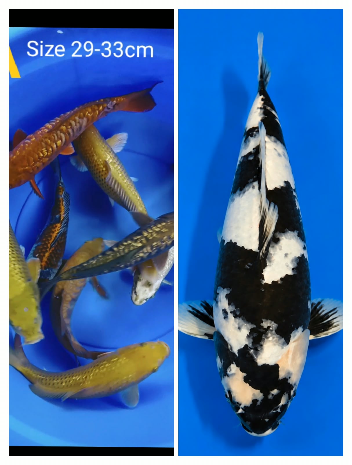 Lelang Koi Online, Jual Beli Ikan Koi, Pasar Koi Terbaik, Agen Lelang Koi, Penawaran Koi Berkualitas, Harga Jual Koi, Lelang Ikan Koi Import, Beli Koi Online, Jual Koi Murah, Koi Showroom, Penjual Koi Terpercaya, Lelang Koi Jakarta, Jual Koi Lokal, Koi Kualitas Unggul, Harga Terbaik Koi, Jual Koi Indukan, Lelang Ikan Hias Koi, Pasar Koi Indonesia, Beli Koi Berkualitas Tinggi, Koi Farm Terbesar, Jual Beli Koi Impor, Lelang Ikan Koi Kualitas Premium, Daftar Harga Koi Terbaru, Pusat Jual Beli Koi, Info Lelang Koi Hari Ini.