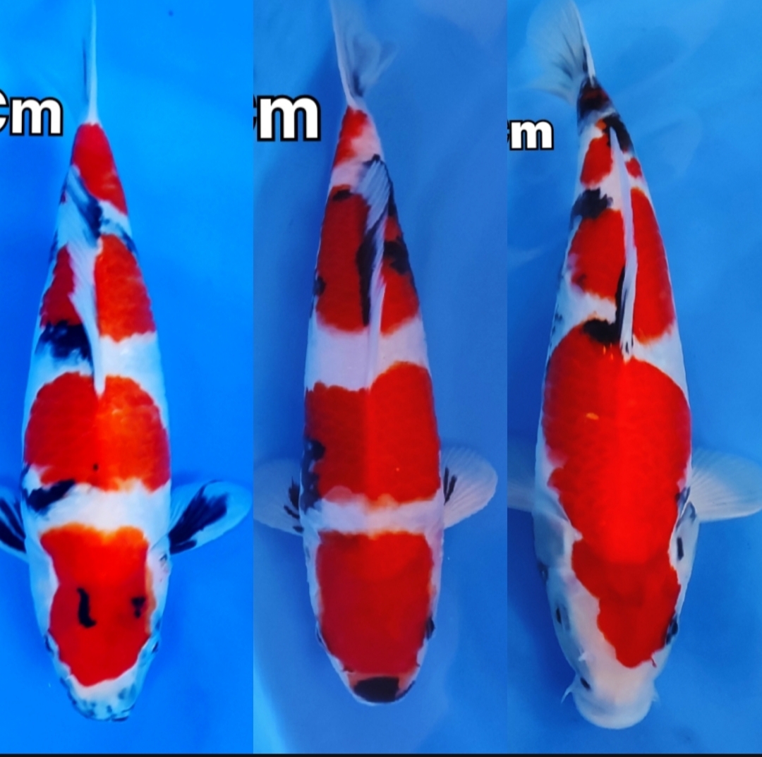Lelang Koi Online, Jual Beli Ikan Koi, Pasar Koi Terbaik, Agen Lelang Koi, Penawaran Koi Berkualitas, Harga Jual Koi, Lelang Ikan Koi Import, Beli Koi Online, Jual Koi Murah, Koi Showroom, Penjual Koi Terpercaya, Lelang Koi Jakarta, Jual Koi Lokal, Koi Kualitas Unggul, Harga Terbaik Koi, Jual Koi Indukan, Lelang Ikan Hias Koi, Pasar Koi Indonesia, Beli Koi Berkualitas Tinggi, Koi Farm Terbesar, Jual Beli Koi Impor, Lelang Ikan Koi Kualitas Premium, Daftar Harga Koi Terbaru, Pusat Jual Beli Koi, Info Lelang Koi Hari Ini.