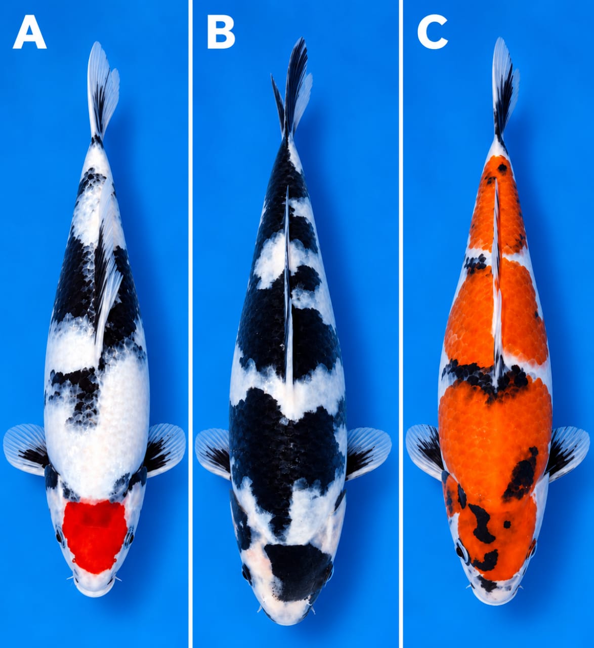 Lelang Koi Online, Jual Beli Ikan Koi, Pasar Koi Terbaik, Agen Lelang Koi, Penawaran Koi Berkualitas, Harga Jual Koi, Lelang Ikan Koi Import, Beli Koi Online, Jual Koi Murah, Koi Showroom, Penjual Koi Terpercaya, Lelang Koi Jakarta, Jual Koi Lokal, Koi Kualitas Unggul, Harga Terbaik Koi, Jual Koi Indukan, Lelang Ikan Hias Koi, Pasar Koi Indonesia, Beli Koi Berkualitas Tinggi, Koi Farm Terbesar, Jual Beli Koi Impor, Lelang Ikan Koi Kualitas Premium, Daftar Harga Koi Terbaru, Pusat Jual Beli Koi, Info Lelang Koi Hari Ini.