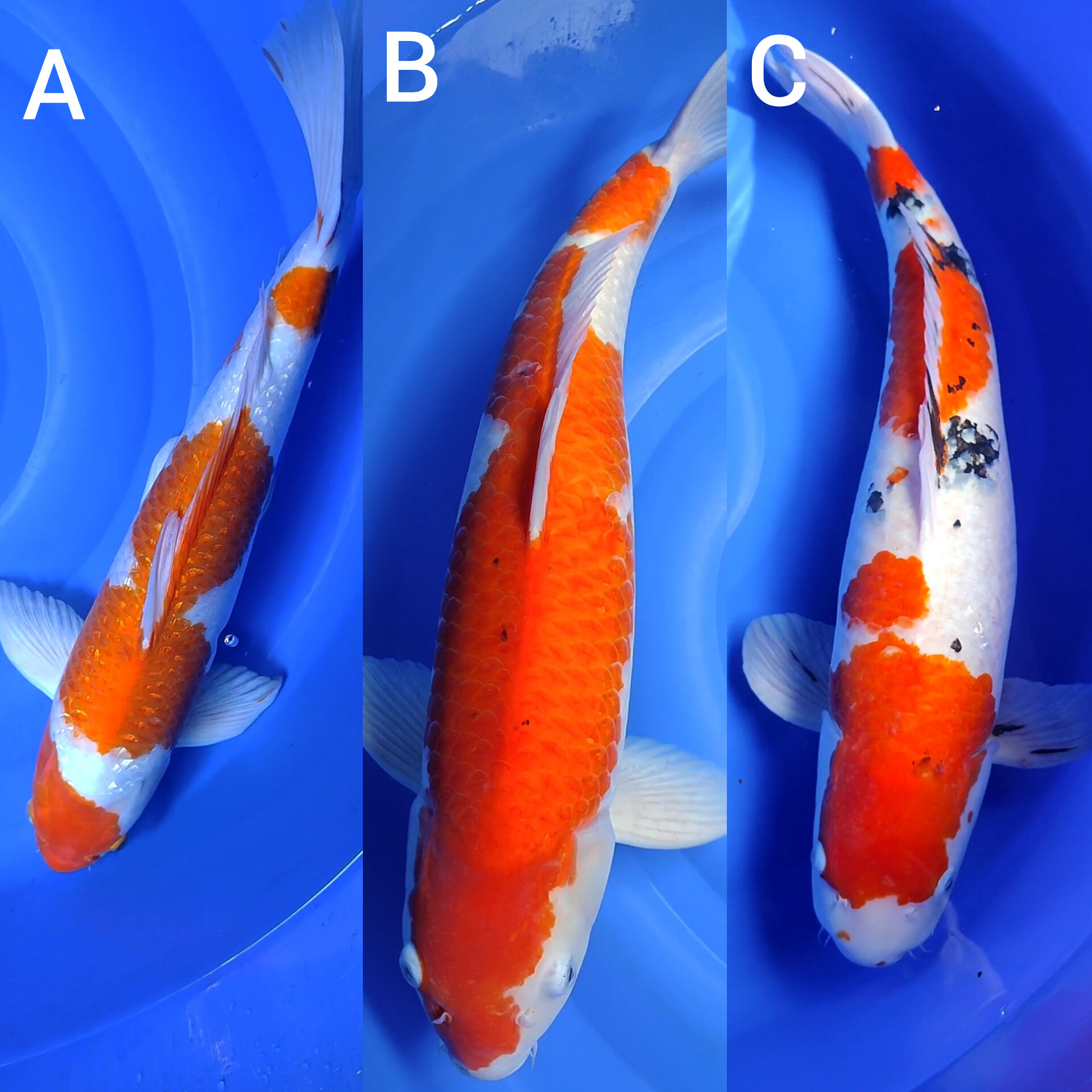 Lelang Koi Online, Jual Beli Ikan Koi, Pasar Koi Terbaik, Agen Lelang Koi, Penawaran Koi Berkualitas, Harga Jual Koi, Lelang Ikan Koi Import, Beli Koi Online, Jual Koi Murah, Koi Showroom, Penjual Koi Terpercaya, Lelang Koi Jakarta, Jual Koi Lokal, Koi Kualitas Unggul, Harga Terbaik Koi, Jual Koi Indukan, Lelang Ikan Hias Koi, Pasar Koi Indonesia, Beli Koi Berkualitas Tinggi, Koi Farm Terbesar, Jual Beli Koi Impor, Lelang Ikan Koi Kualitas Premium, Daftar Harga Koi Terbaru, Pusat Jual Beli Koi, Info Lelang Koi Hari Ini.