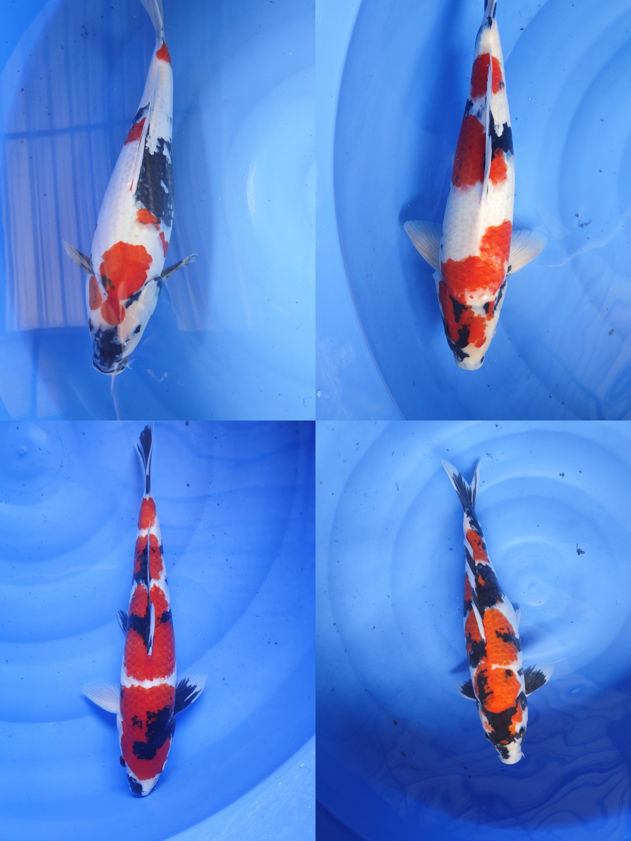 Lelang Koi Online, Jual Beli Ikan Koi, Pasar Koi Terbaik, Agen Lelang Koi, Penawaran Koi Berkualitas, Harga Jual Koi, Lelang Ikan Koi Import, Beli Koi Online, Jual Koi Murah, Koi Showroom, Penjual Koi Terpercaya, Lelang Koi Jakarta, Jual Koi Lokal, Koi Kualitas Unggul, Harga Terbaik Koi, Jual Koi Indukan, Lelang Ikan Hias Koi, Pasar Koi Indonesia, Beli Koi Berkualitas Tinggi, Koi Farm Terbesar, Jual Beli Koi Impor, Lelang Ikan Koi Kualitas Premium, Daftar Harga Koi Terbaru, Pusat Jual Beli Koi, Info Lelang Koi Hari Ini.